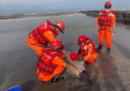 海巡署第六巡防區指揮部今（5日）清晨接獲民眾通報，兩處地方各發現1隻擱淺鯨豚。（翻攝畫面）