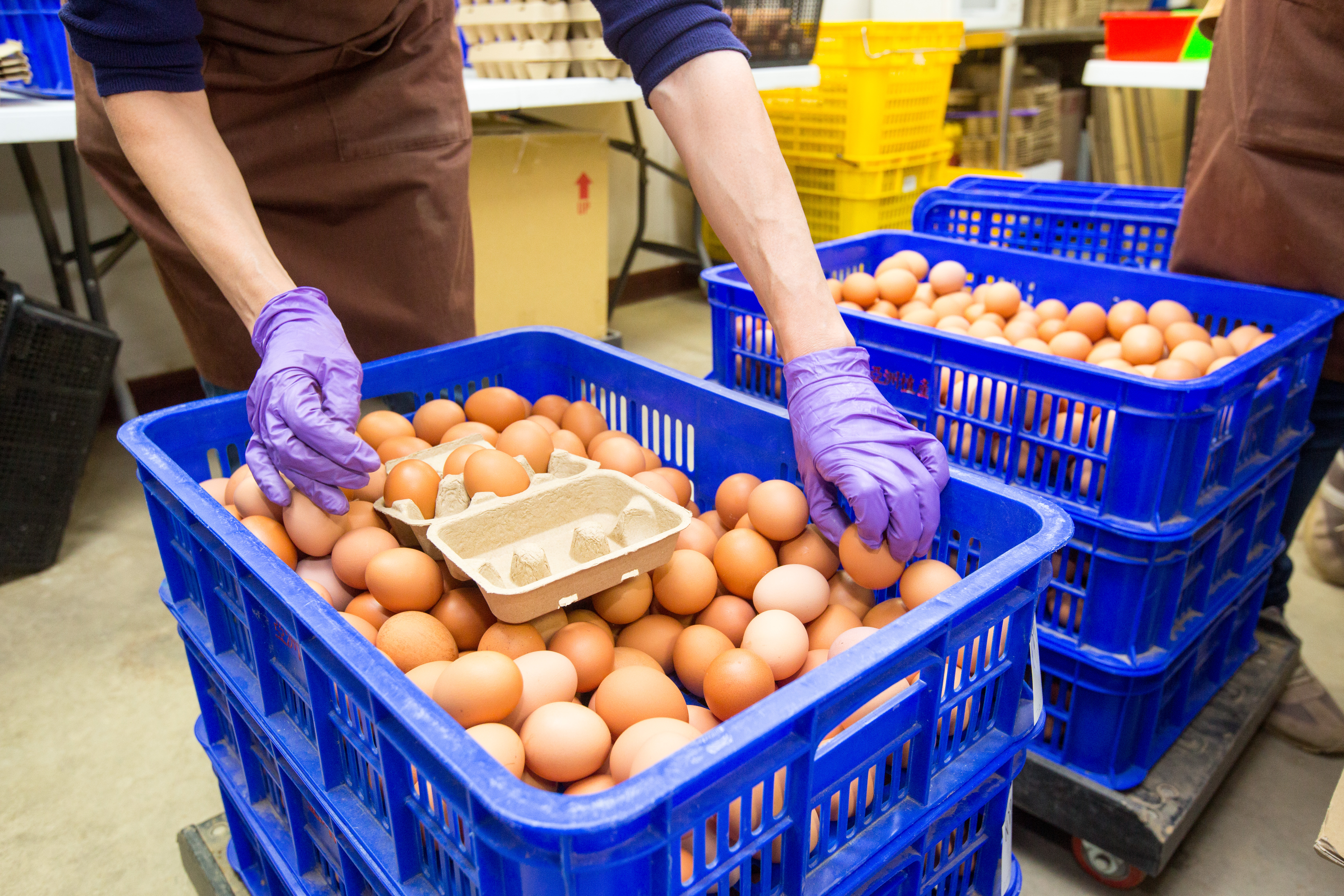 在野黨團近日狂攻政府進口蛋專案，遭點名的超思公司今則發長文自清。（示意圖，本刊資料照）