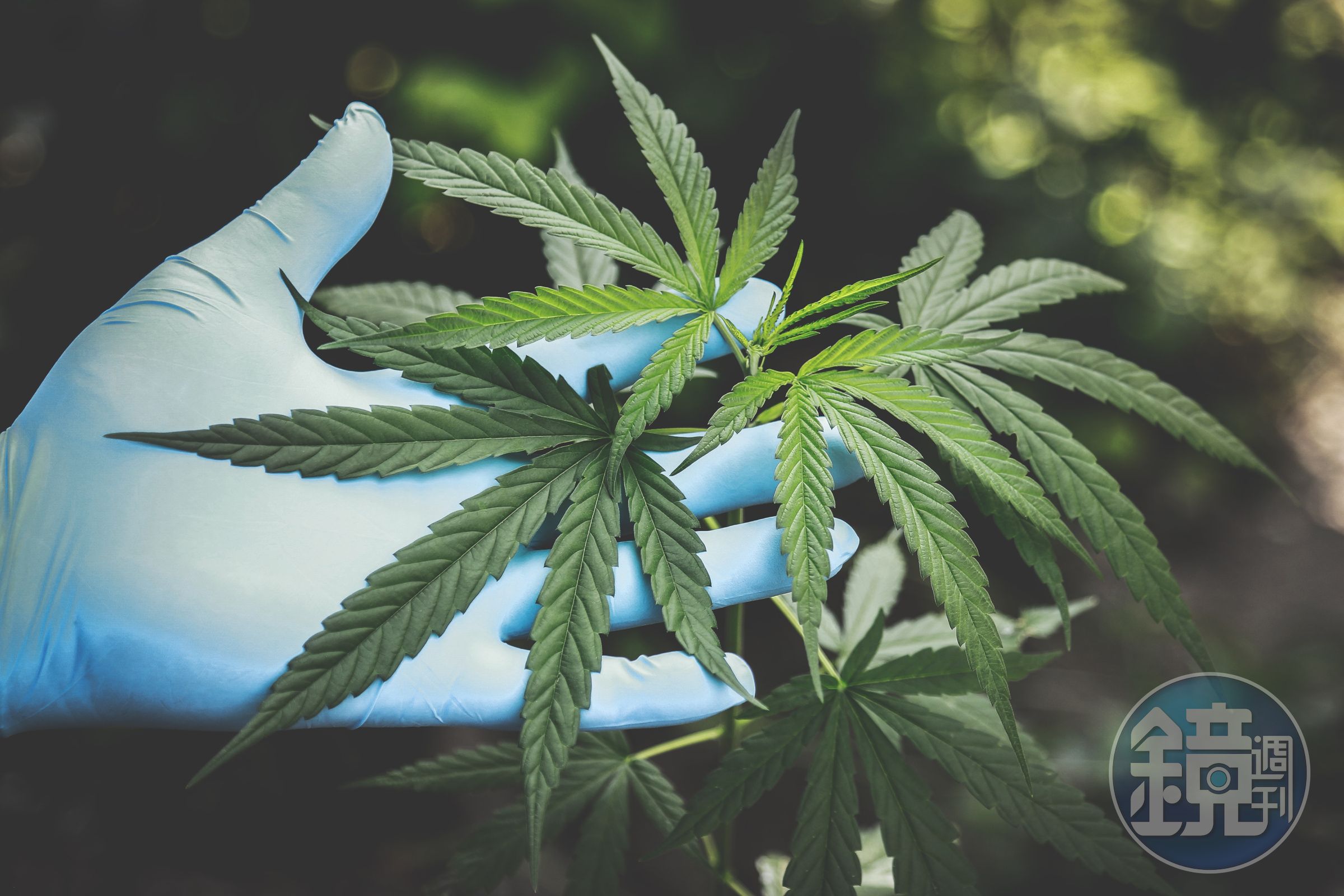 台中一名男子在家種大麻,還把葉子丟進氣炸鍋試圖烘乾,結果焦掉全毀。(示意圖,pexels)