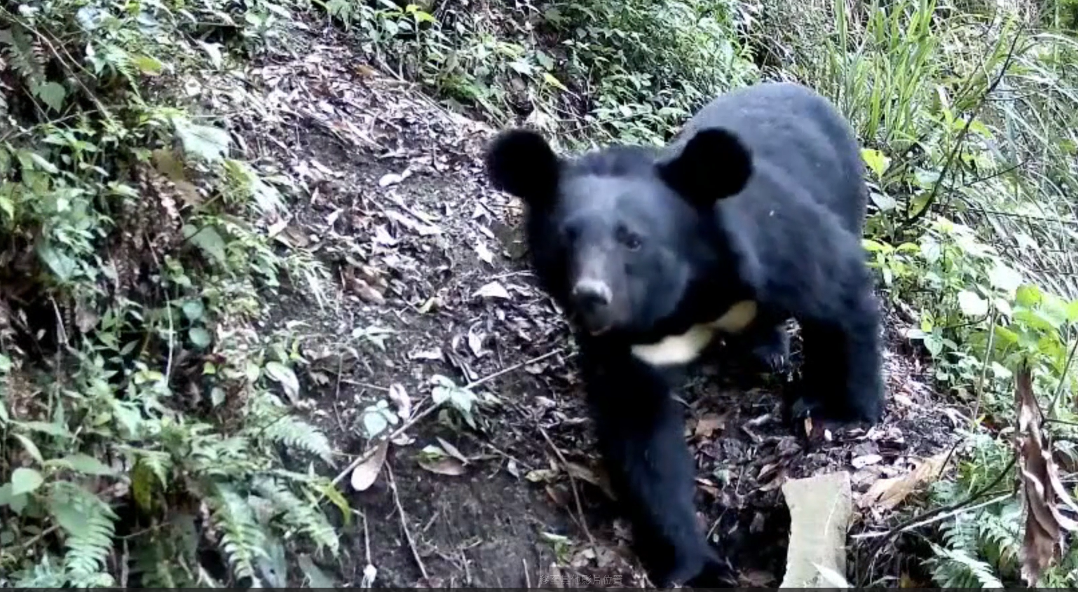 今年6月份拍攝到台灣黑熊觸發「改良陷阱」成功脫逃的畫面。（林業保育署嘉義分署提供）
