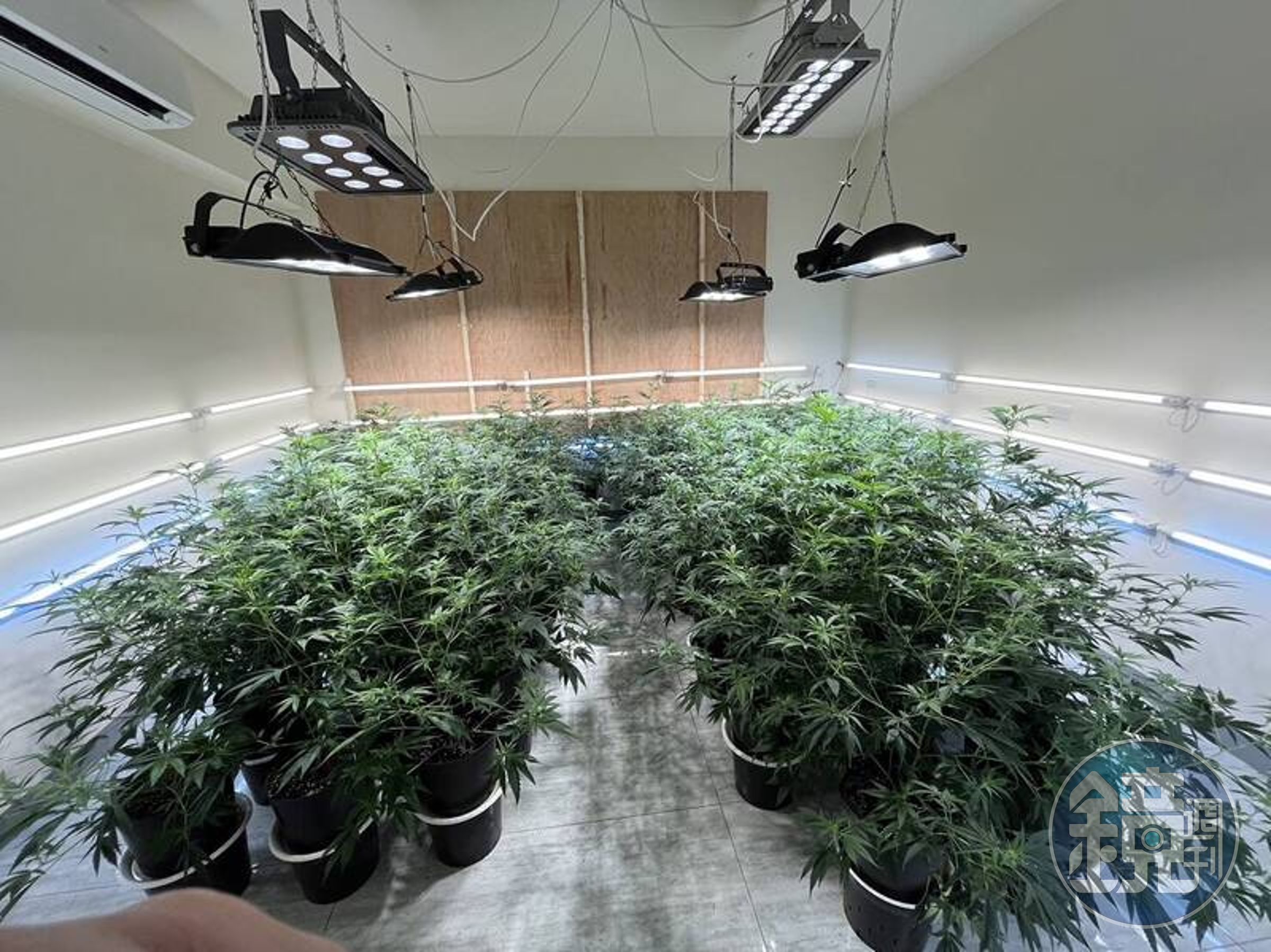 楊父租下透天厝，闢建為大麻種植與加工工廠。（翻攝畫面）