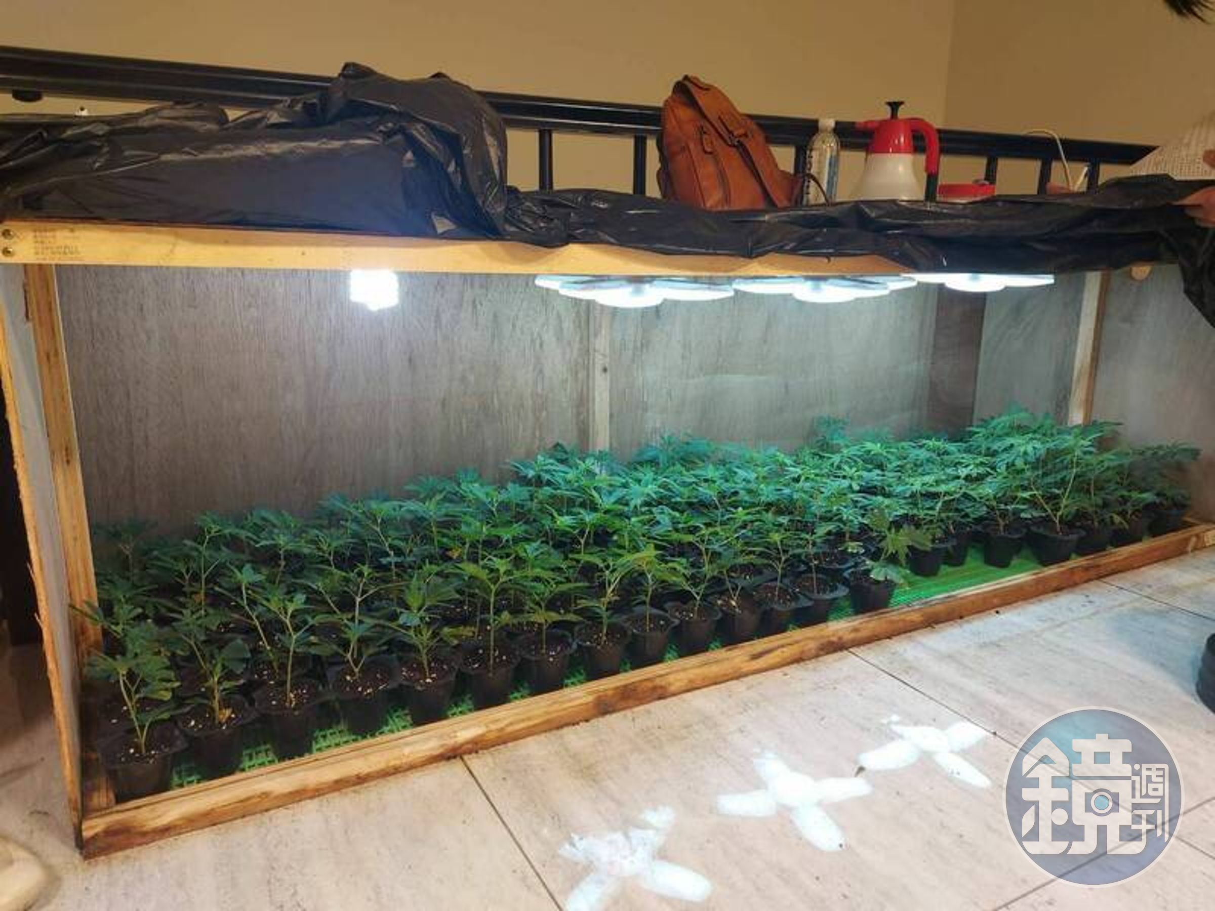 透天厝內的幼苗栽培處，楊父宣稱是透過淘寶向中國購入種籽。（翻攝畫面）