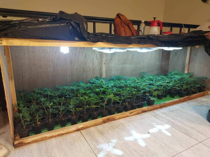 透天厝內的幼苗栽培處,楊父宣稱是透過淘寶向中國購入種籽。(翻攝畫面)