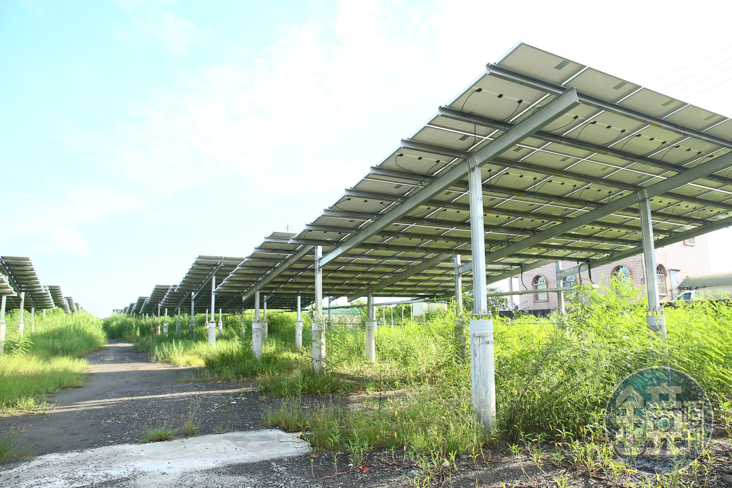 寶晶不用農藥或除草劑除光電板底下的雜草,希望讓土地修養20年,恢復地力,也破除光電板下不長草的傳言。