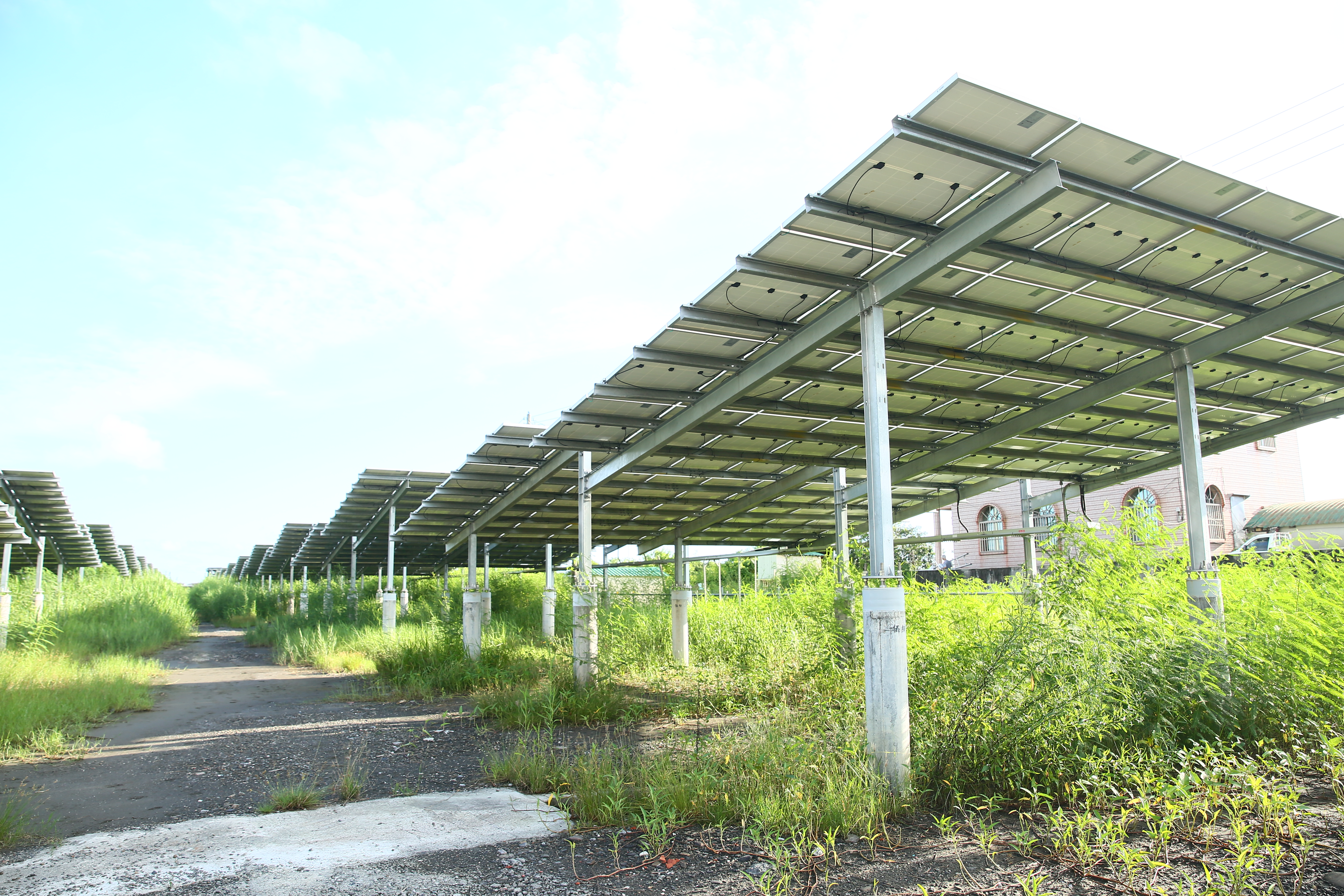 寶晶不用農藥或除草劑除光電板底下的雜草，希望讓土地修養20年，恢復地力，也破除光電板下不長草的傳言。