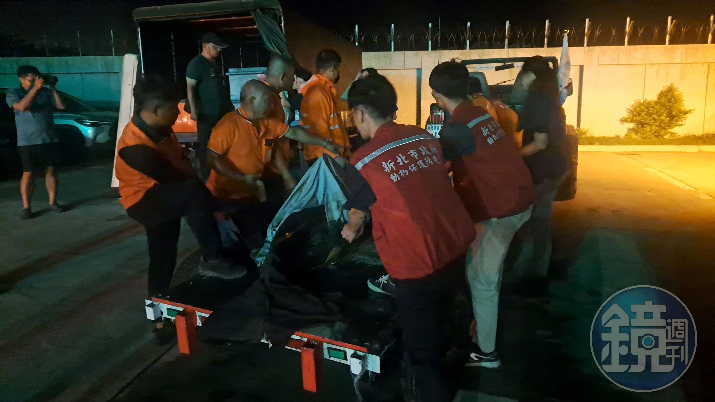 糙齒海豚以沙灘車運至卡車旁,救援夥伴合力準備搬上卡車。(新北動保處提供)