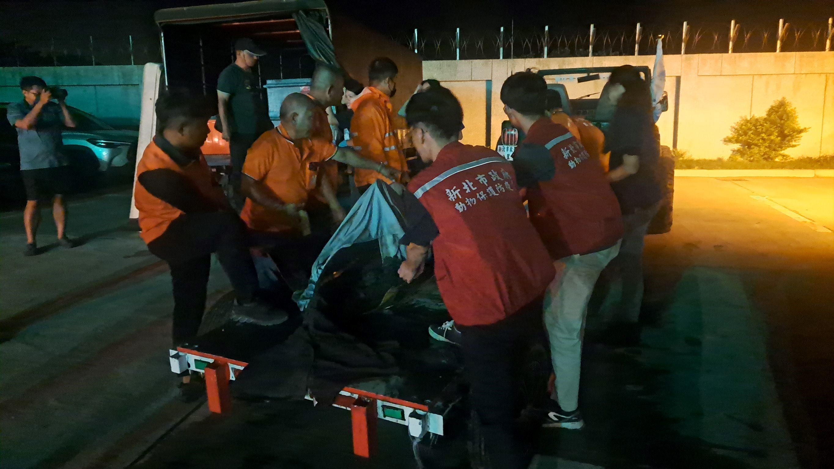 糙齒海豚以沙灘車運至卡車旁，救援夥伴合力準備搬上卡車。（新北動保處提供）