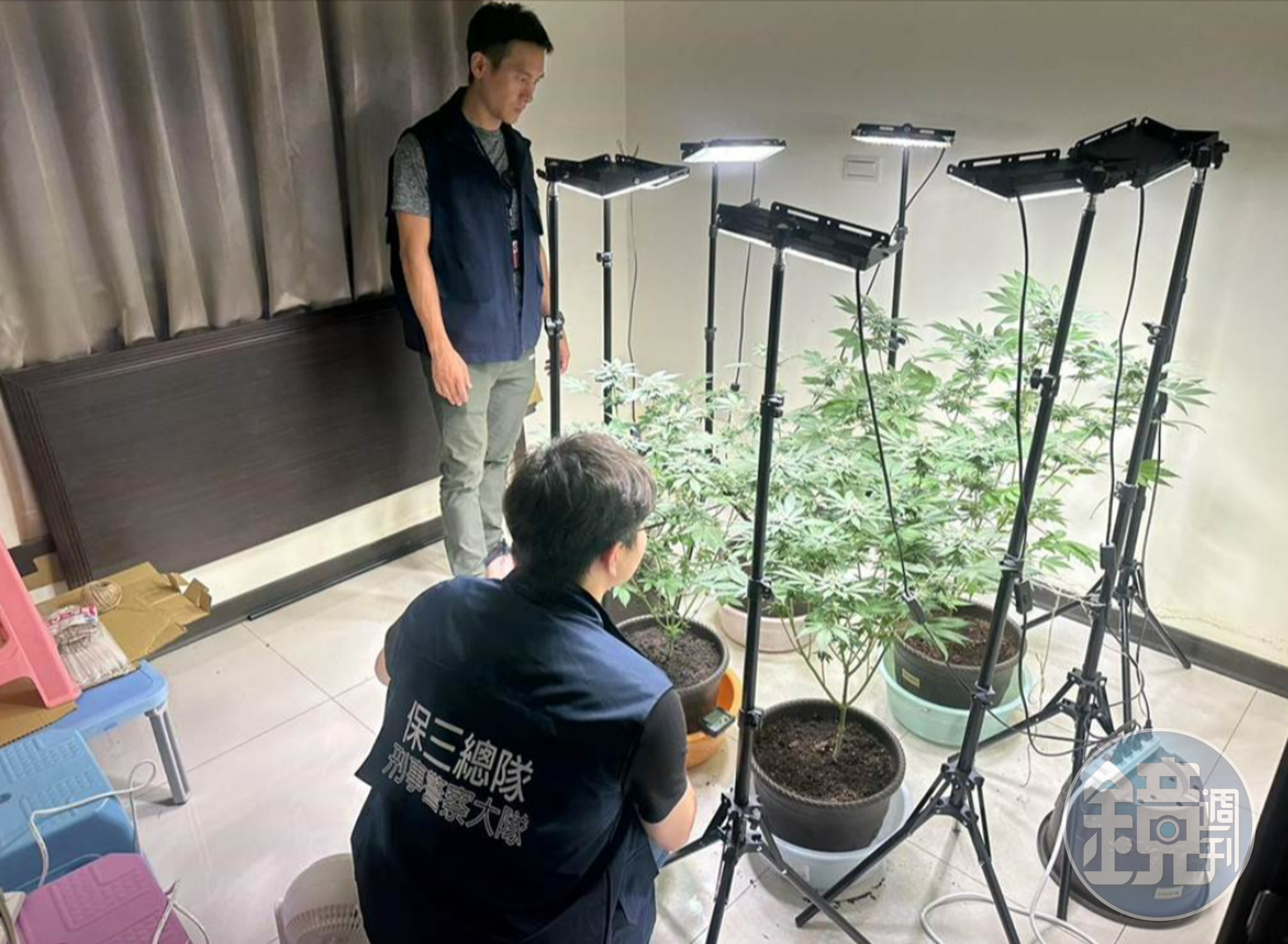 警方上月底逮捕陳師，查扣房內大麻植株4株、大麻花成品472公克、大麻種子等證物，市價近250萬元。（警方提供）