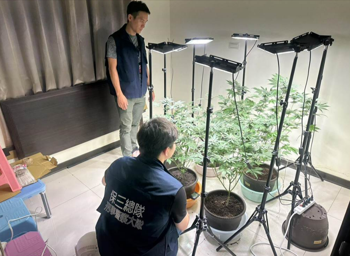警方上月底逮捕陳師，查扣房內大麻植株4株、大麻花成品472公克、大麻種子等證物，市價近250萬元。（警方提供）