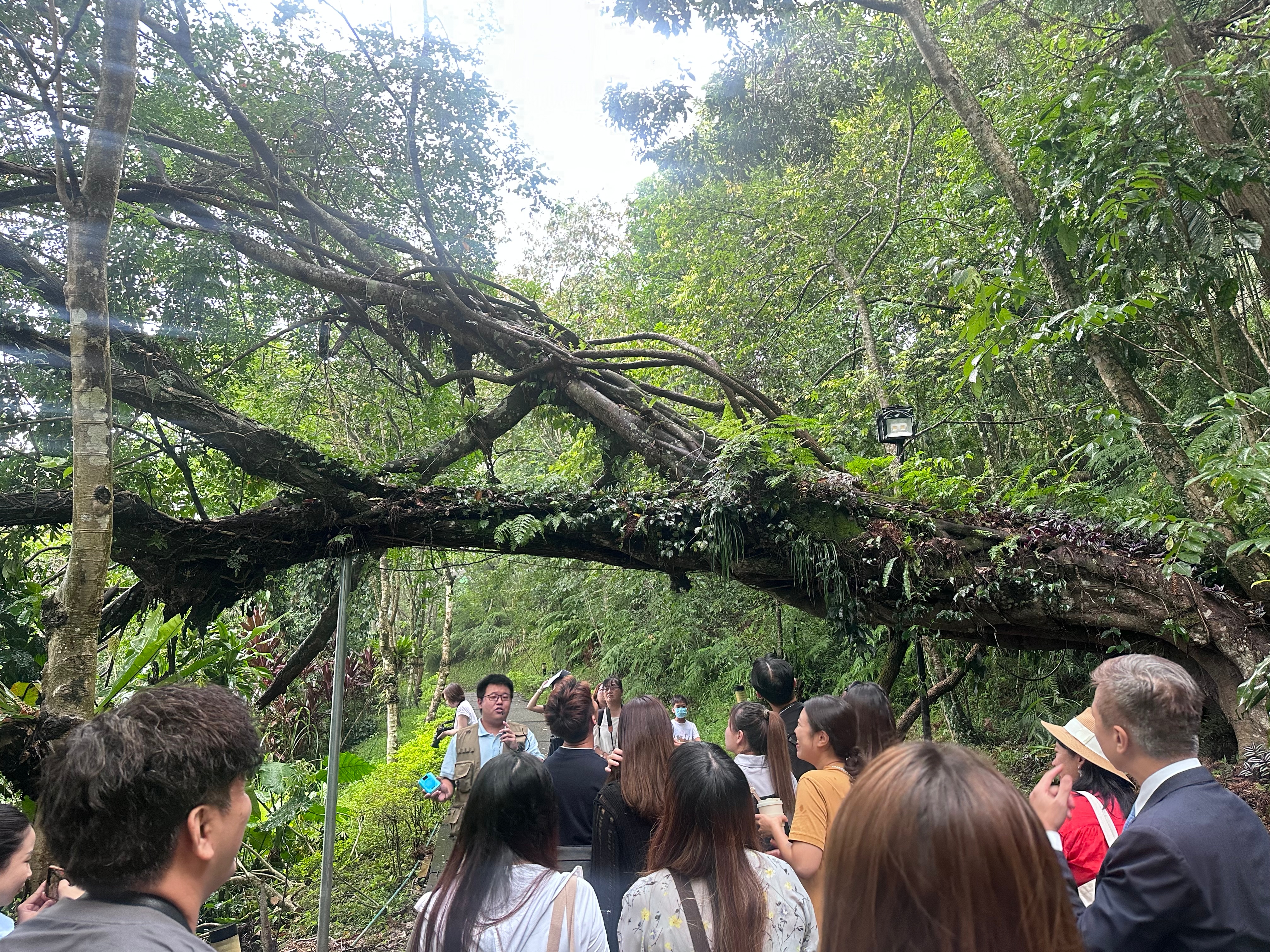 房客可免費參加「綠廊散策」導覽行程，走出戶外至名人坡步道認識植物。 