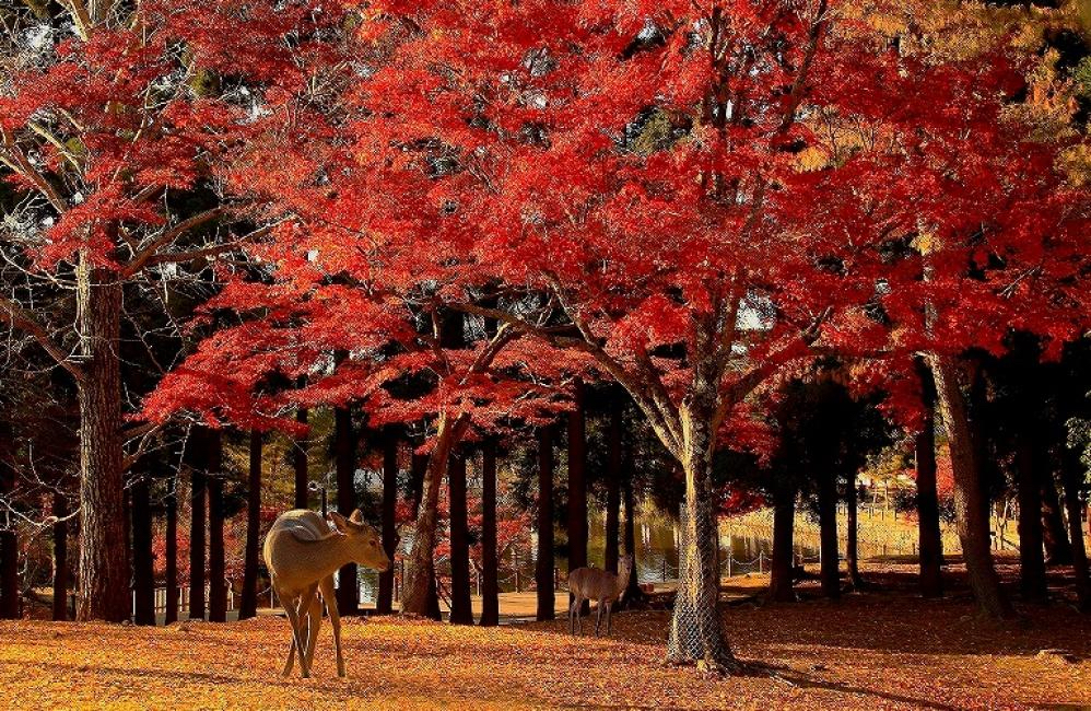 今年紅葉時間較往年晚，關西地區大阪、名古屋的最佳楓葉期預計在11下旬至12月。（KKday提供）