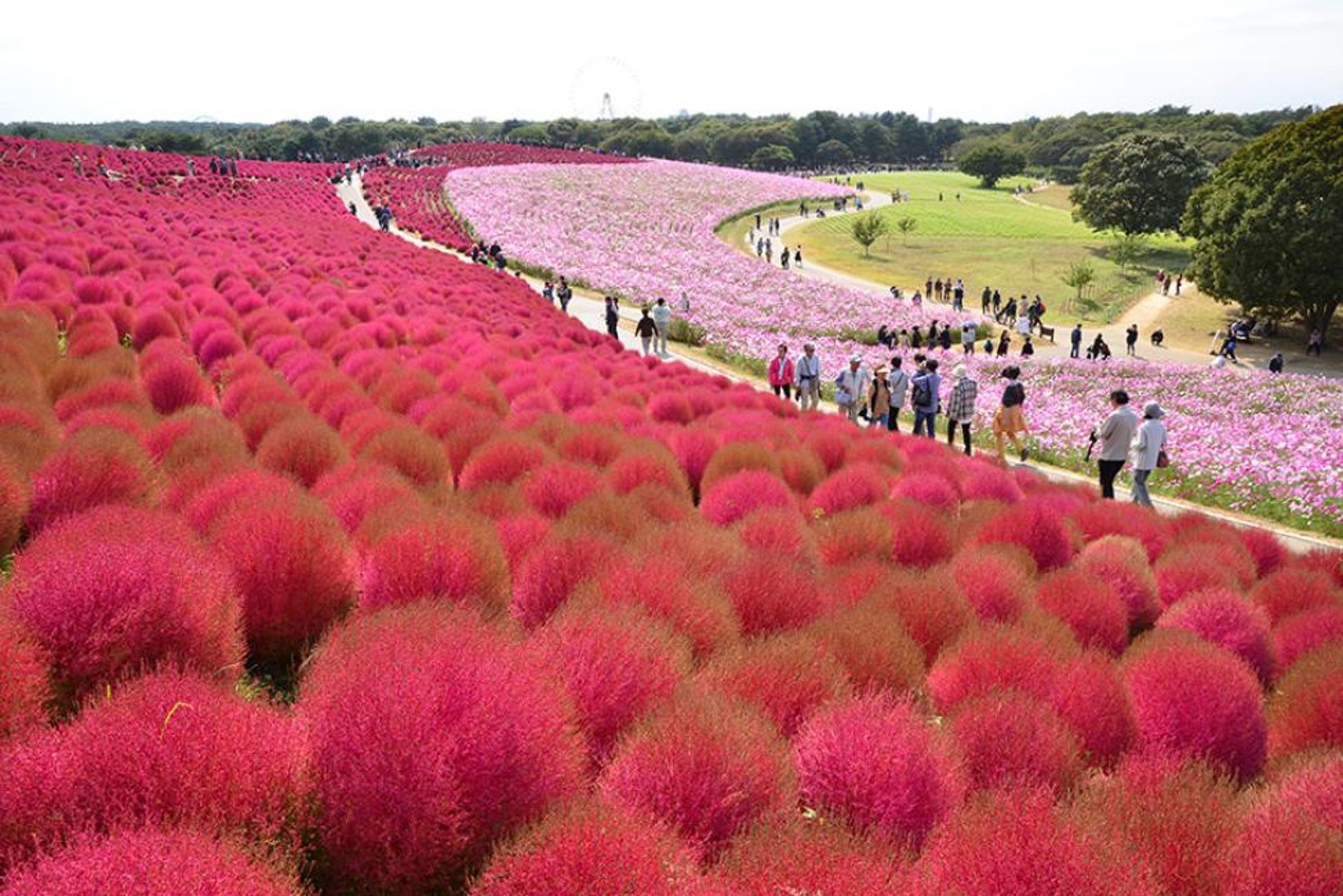 「茨城賞花購物一日遊」先到國營常陸海濱公園欣賞掃帚草美景,再到OUTLETS血拼。(KKday提供)