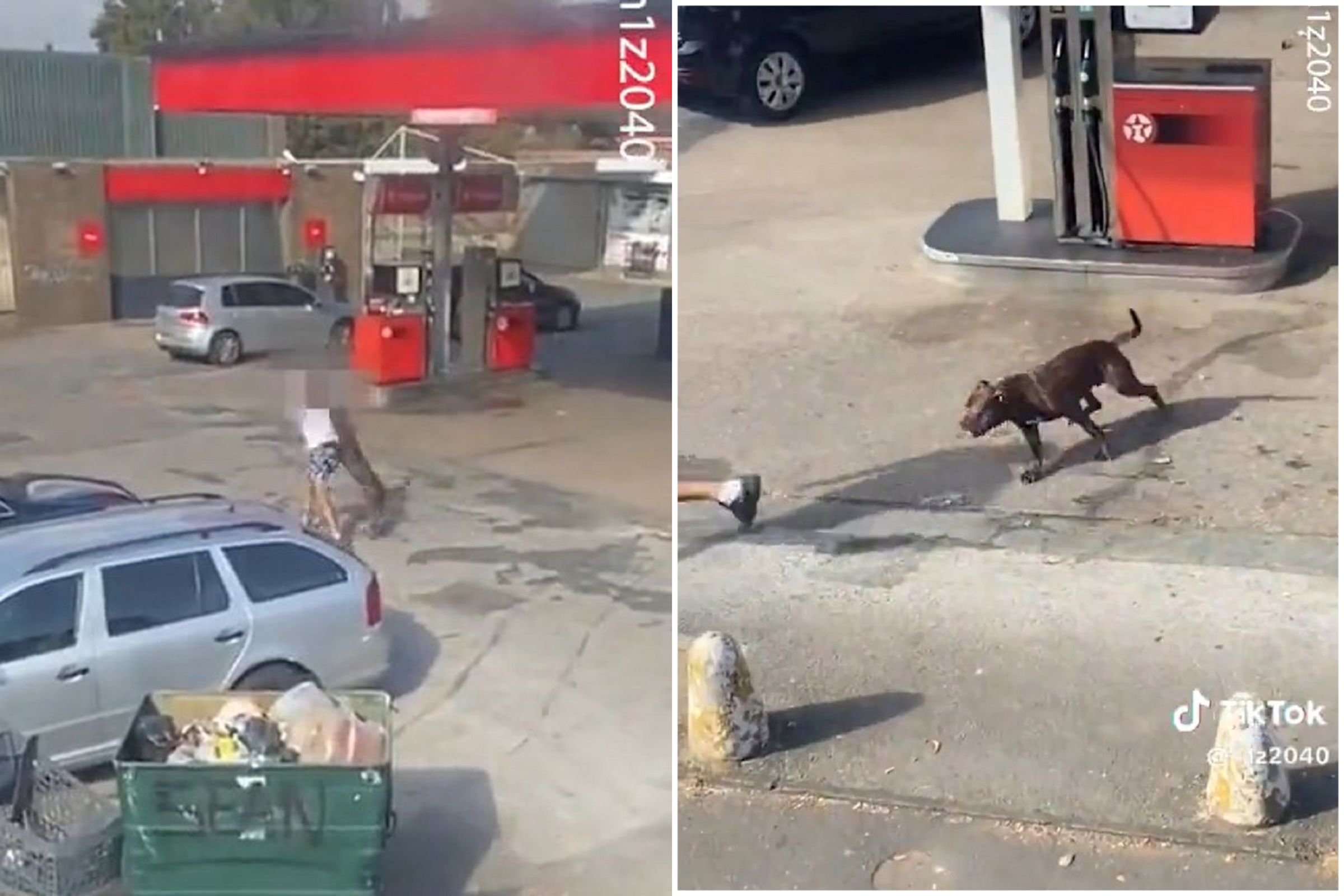 美國惡霸犬當寵物惹議!殘忍攻擊路人致1女童2男濺血,英官員推動禁養繁殖。(翻自TikTok)