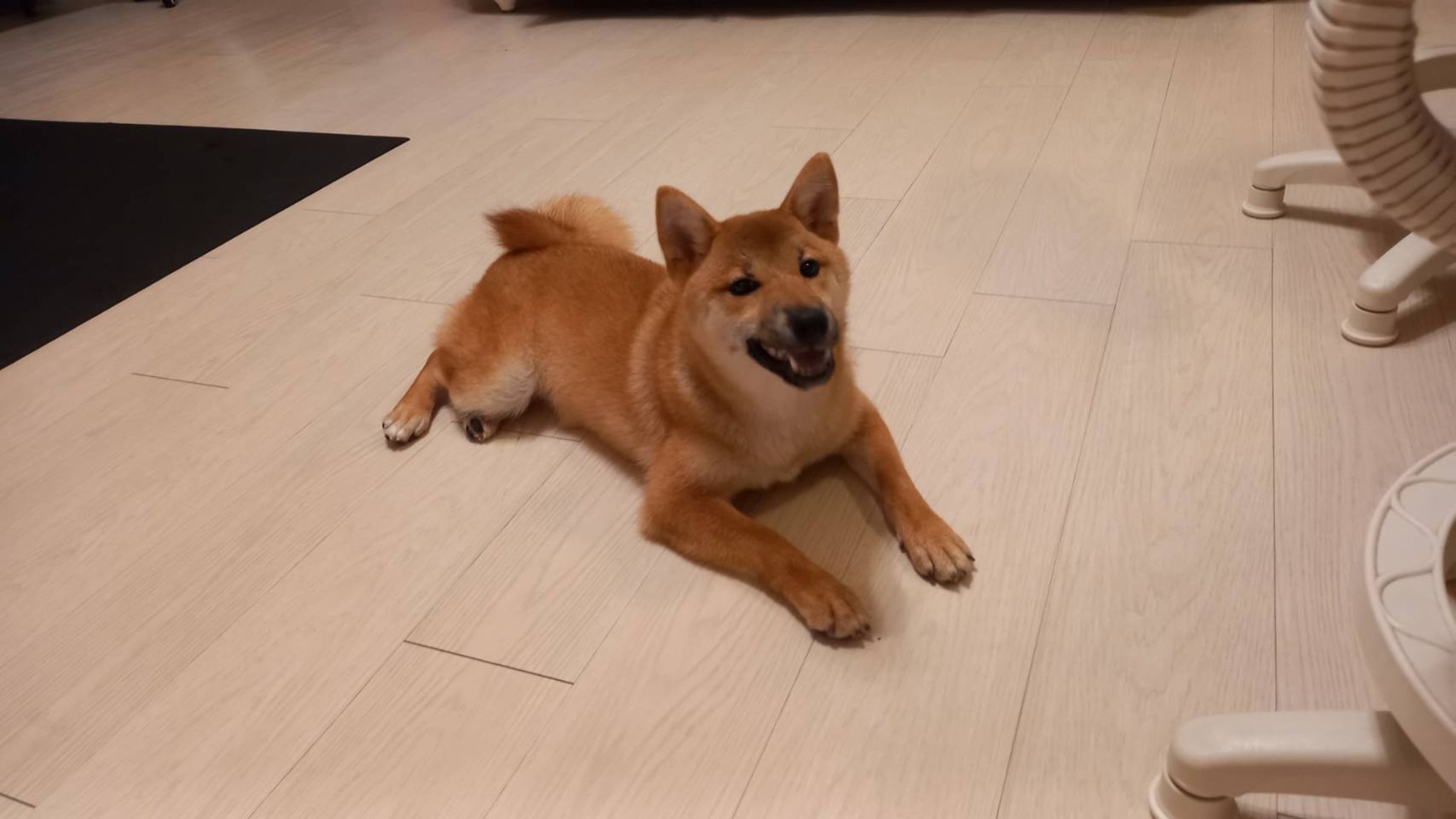 陳男在臉書宣傳送養柴犬，事後巧立名目收取疫苗費用行騙。（翻攝畫面）