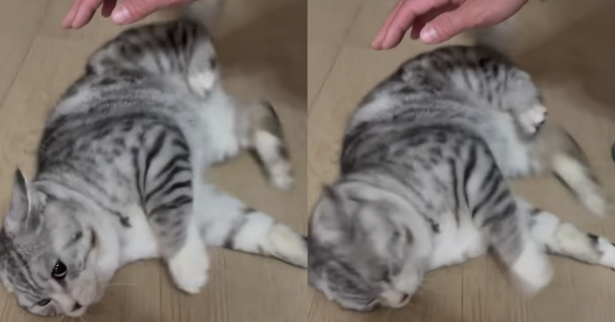 英國短毛貓玩逗貓棒太嗨，竟玩到頸椎位移倒地抽搐。（翻攝自毛城城 MoCity臉書）