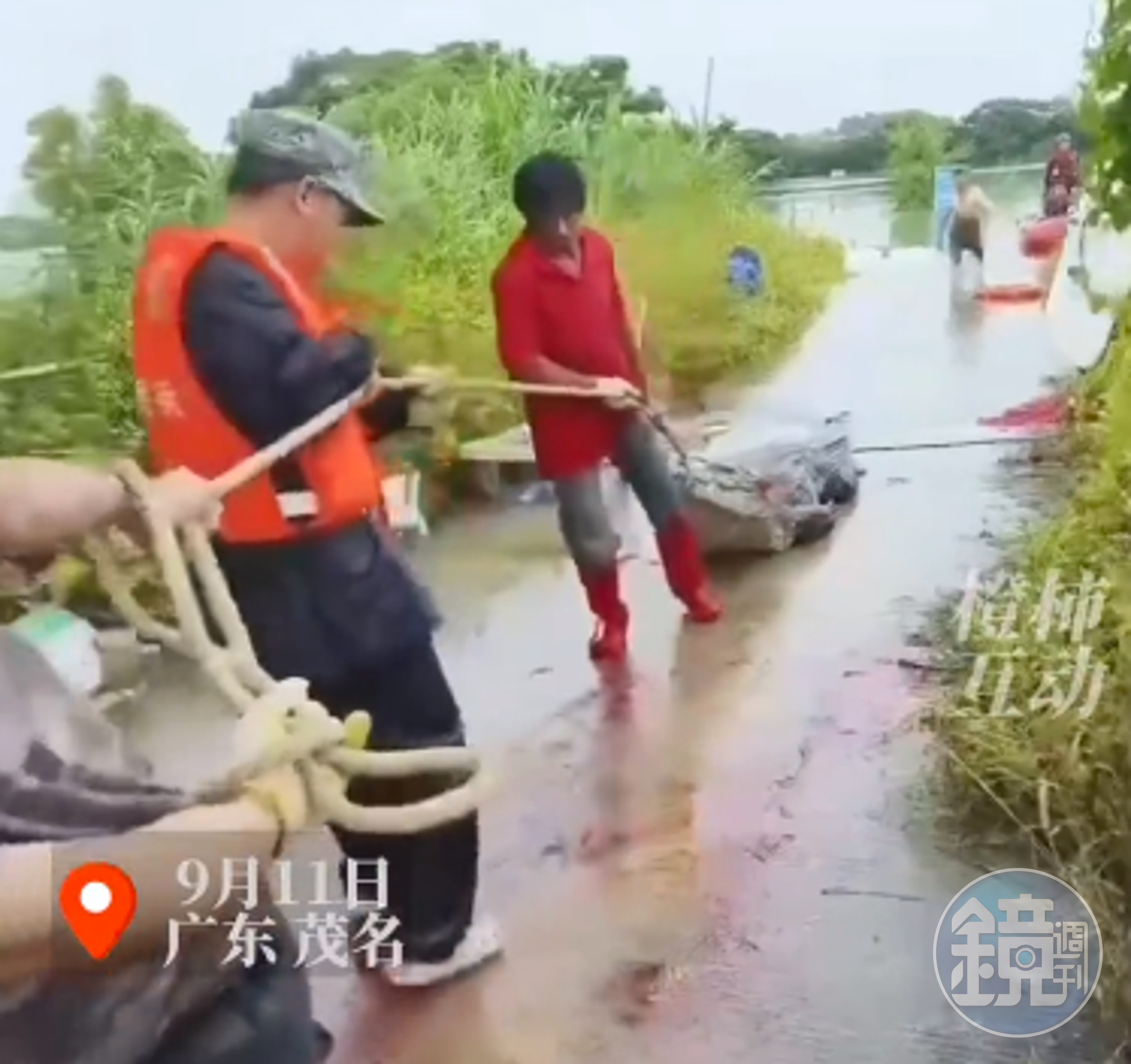 廣東省茂名市彭村湖昨有75隻鱷魚逃家,目前已抓回8隻鱷魚。(翻攝都市快報抖音)