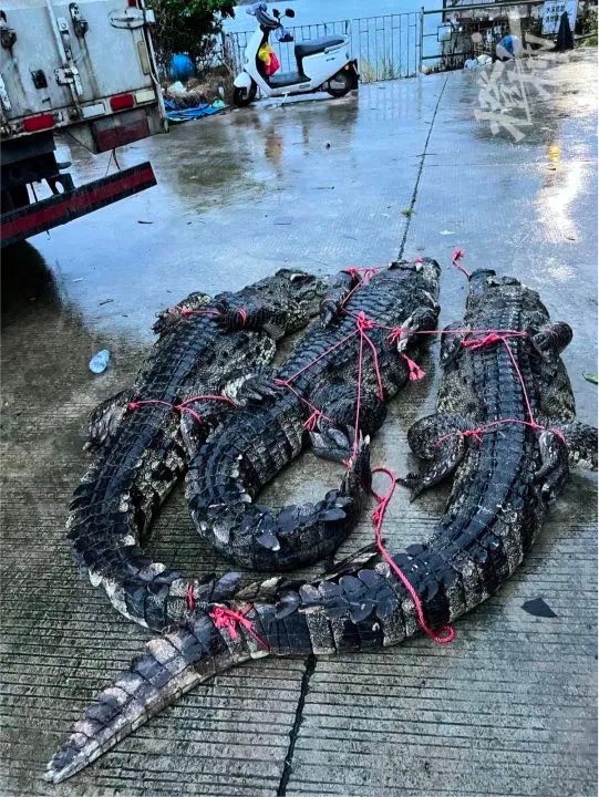 廣東省茂名市彭村湖昨有75隻鱷魚逃家，目前已抓回8隻鱷魚。（翻攝紅星新聞抖音）