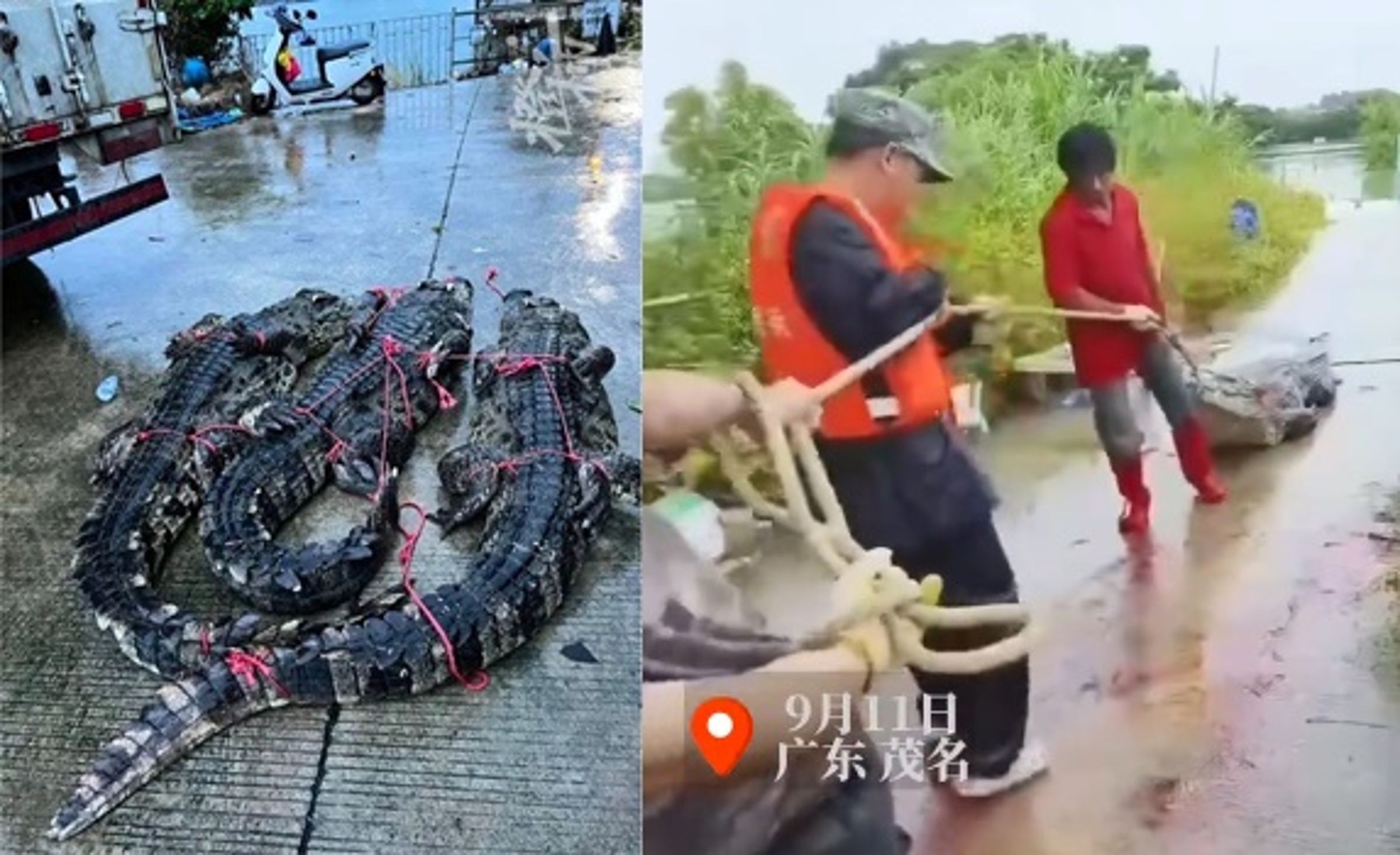 廣東省茂名市彭村湖一家養殖場的鱷魚集體逃家,數量高達75隻,目前已抓回8隻。(翻攝自紅星新聞、都市快報抖音)