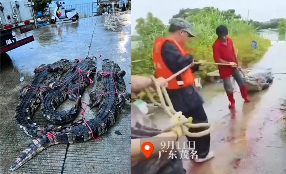 廣東省茂名市彭村湖一家養殖場的鱷魚集體逃家，數量高達75隻，目前已抓回8隻。（翻攝自紅星新聞、都市快報抖音）
