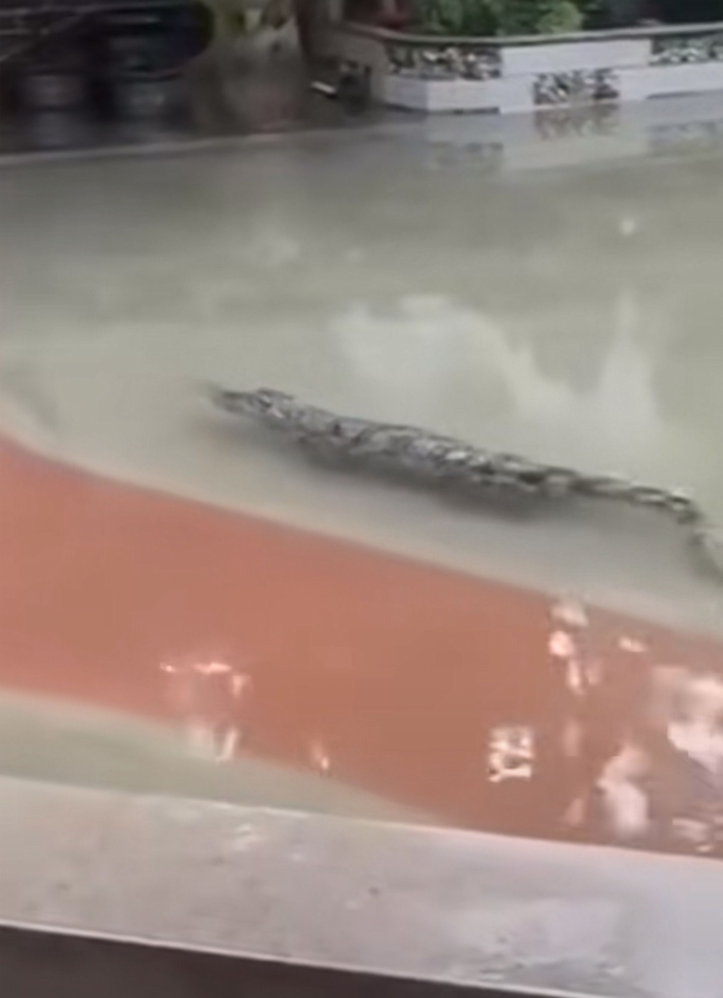 有附近居民拍下逃家的鱷魚在水裡遊蕩。(翻攝自抖音)