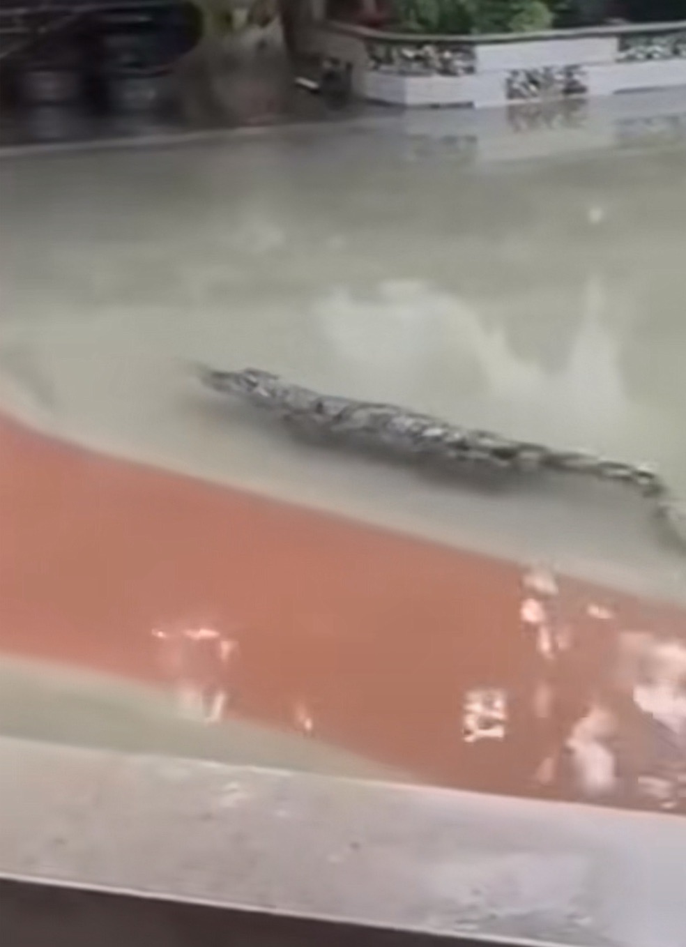 有附近居民拍下逃家的鱷魚在水裡遊蕩。（翻攝自抖音）