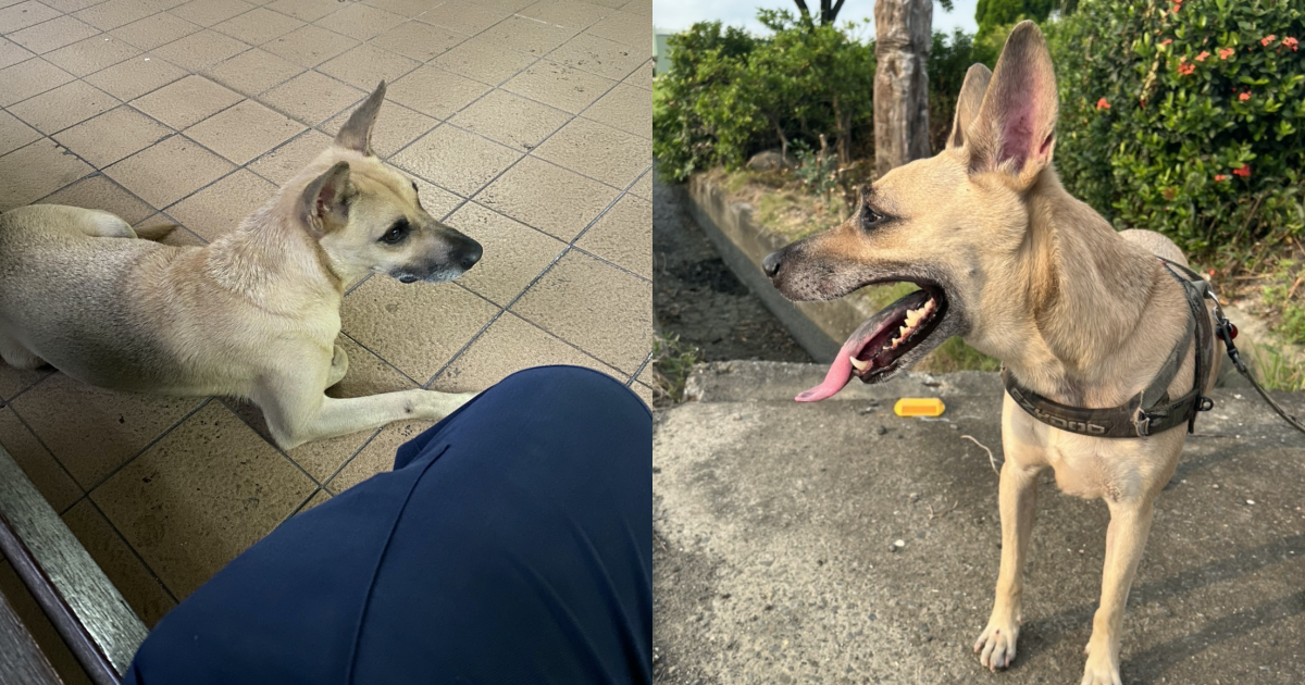 鳳山分局五甲派出所的警犬平安因咬傷官員遭下令「消失」，讓基層員警氣炸。（翻攝自靠北police臉書）