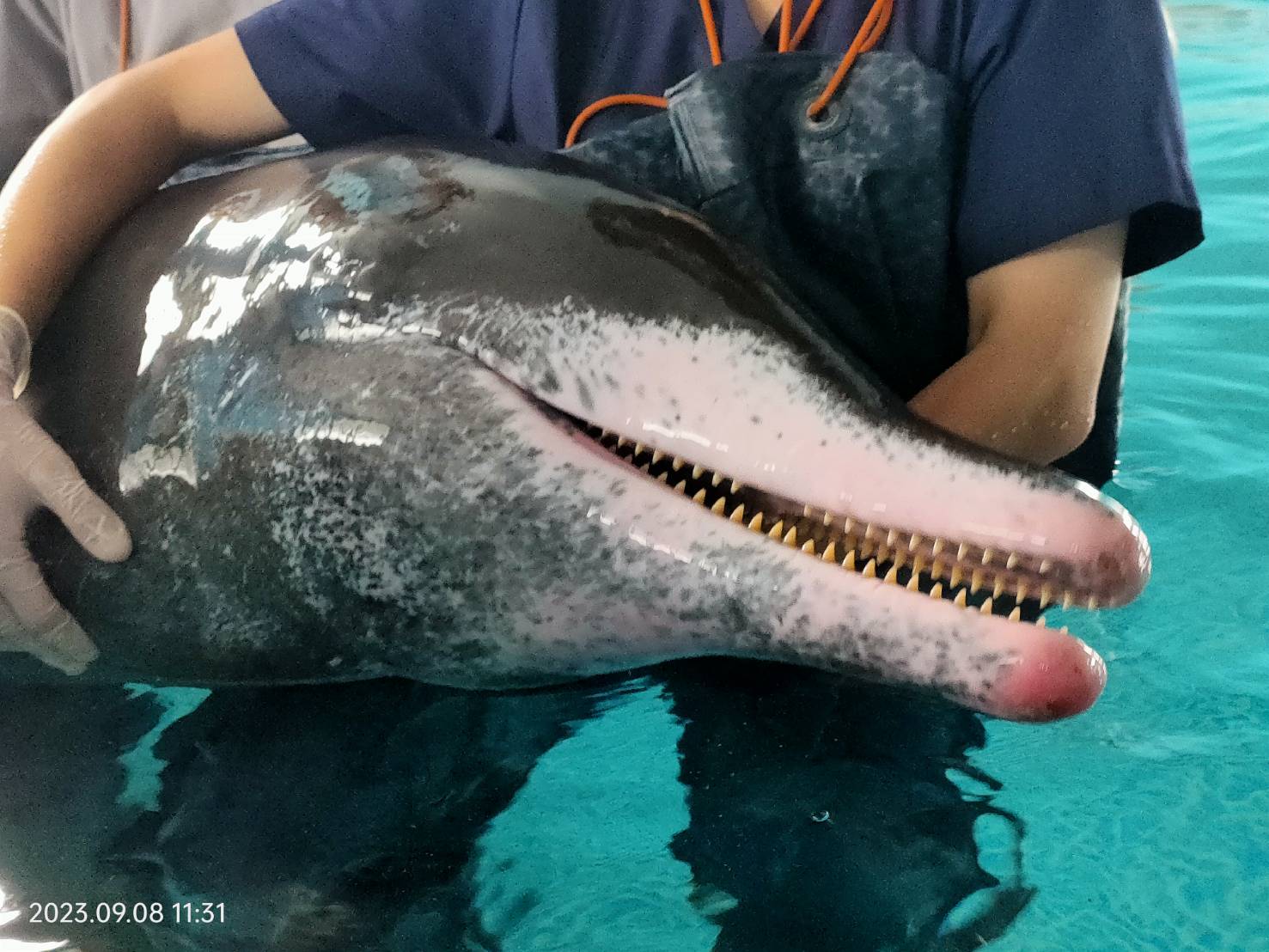 7日在八里挖子尾沙灘擱淺的海豚不幸於今早離世。（翻攝自中華鯨豚協會 Taiwan Cetacean Society臉書）