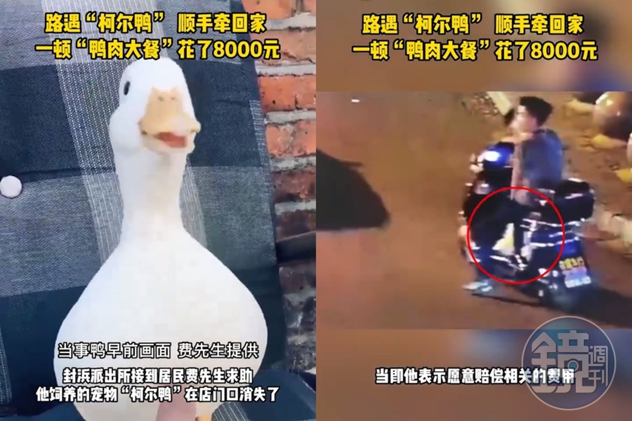 中國上海一名男子飼養的柯爾鴨,竟被路人抓走拿去煮來吃。(翻攝自微博)
