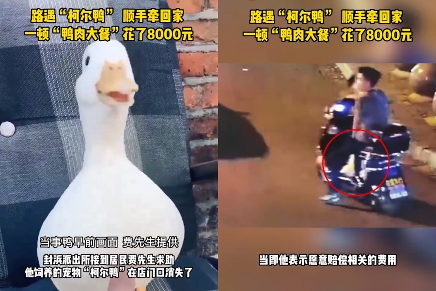 中國上海一名男子飼養的柯爾鴨，竟被路人抓走拿去煮來吃。（翻攝自微博）