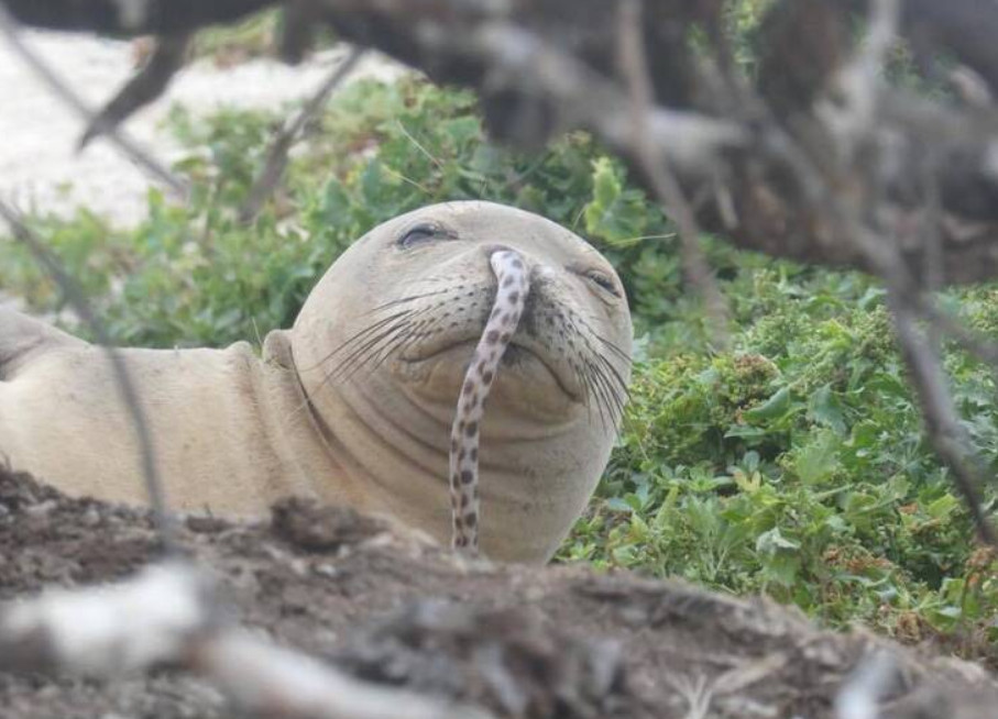 一隻夏威夷僧海豹鼻孔流出一隻鰻魚，模樣十分呆萌。（翻攝臉書粉專Hawaiian Monk Seal Research Program）