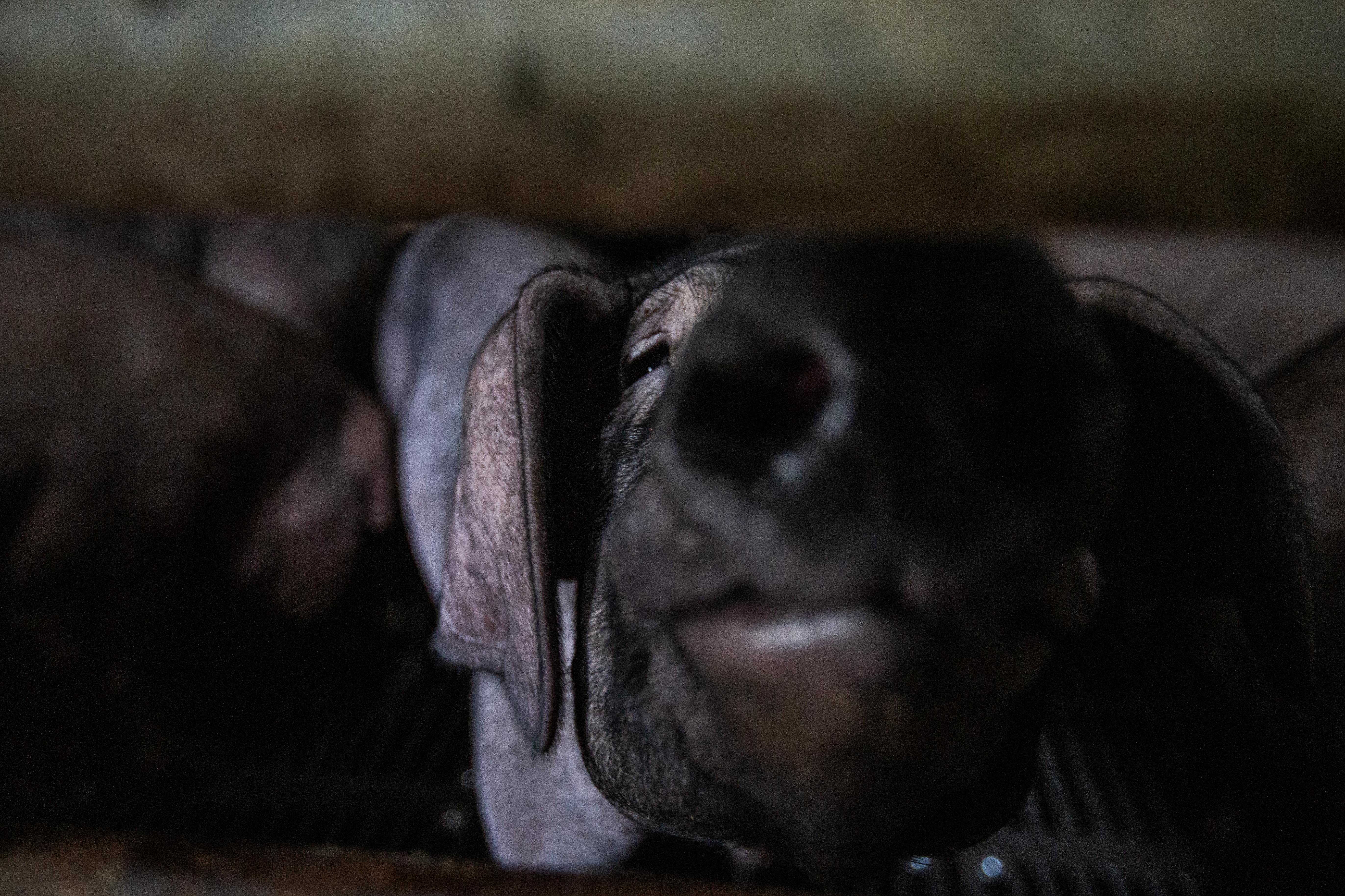 台中大安、彰化肉品市場遭駭客入侵勒索比特幣，其中彰化肉品市場被迫休市1天，損失至少2千多萬。（示意圖，本刊資料照）