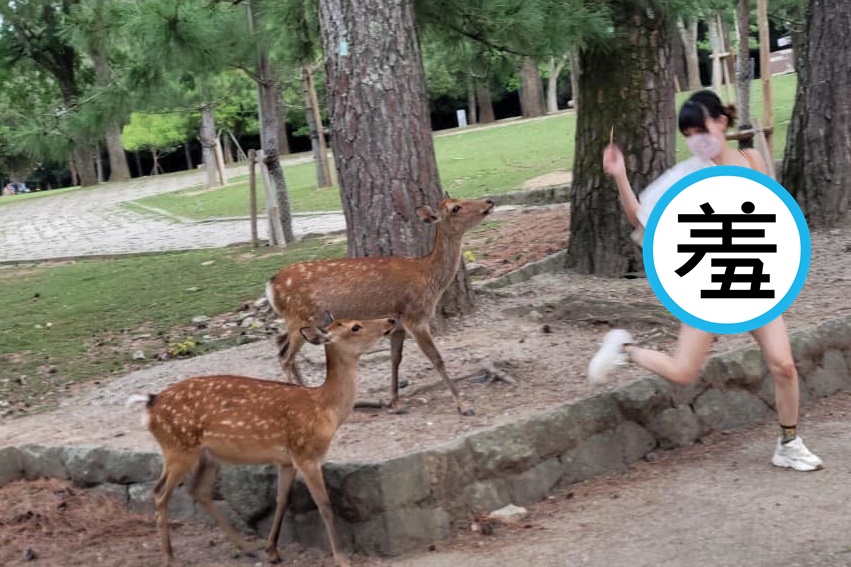 一名辣媽跟著家人到日本旅遊，卻在奈良餵鹿時遭到小鹿攻擊，嚇得她驚慌逃跑。（當事人授權）
