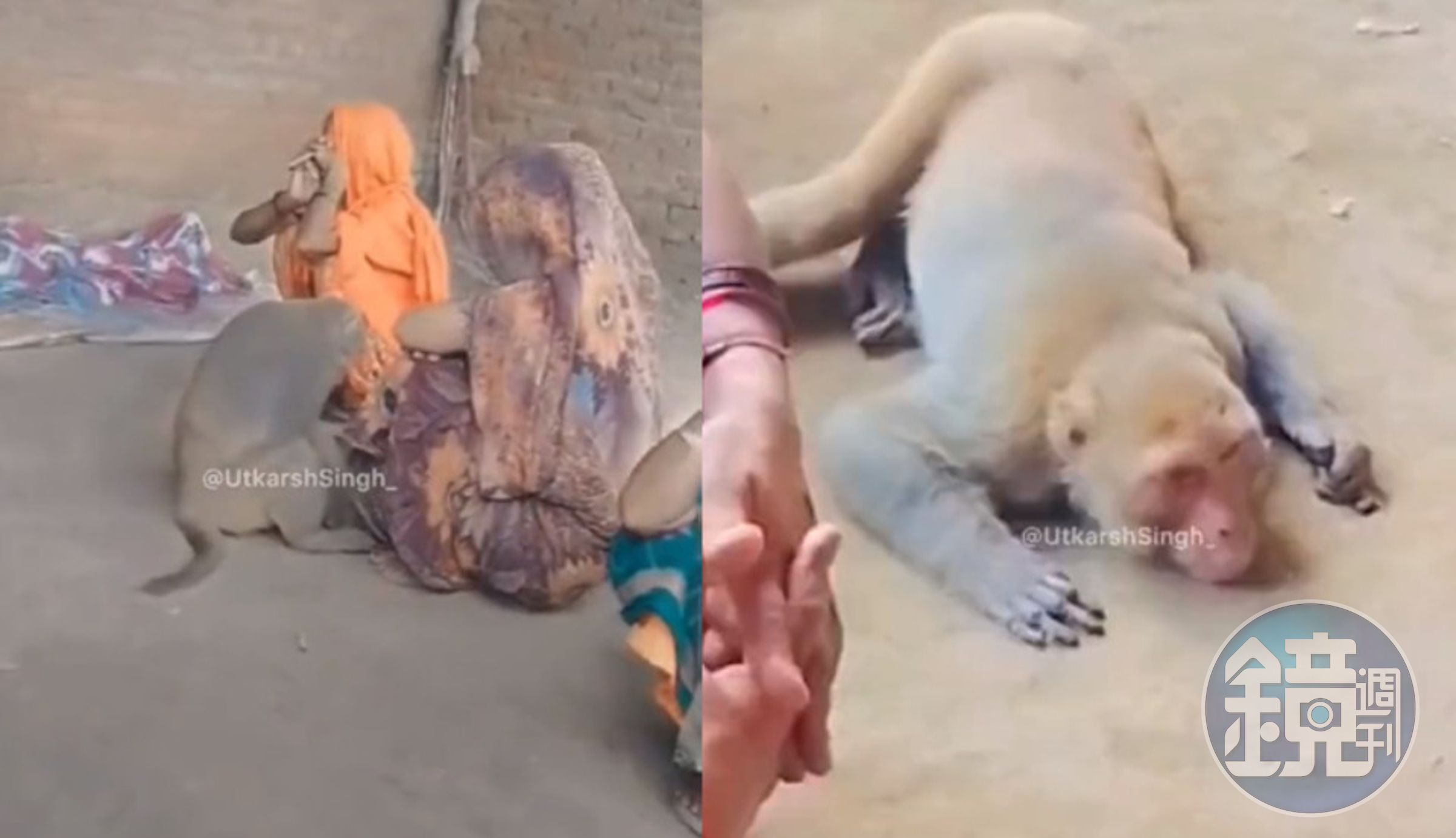一隻猴子現身印度一名農民喪禮現場,五體投地哀悼死者。(翻攝X@sirajnoorani)