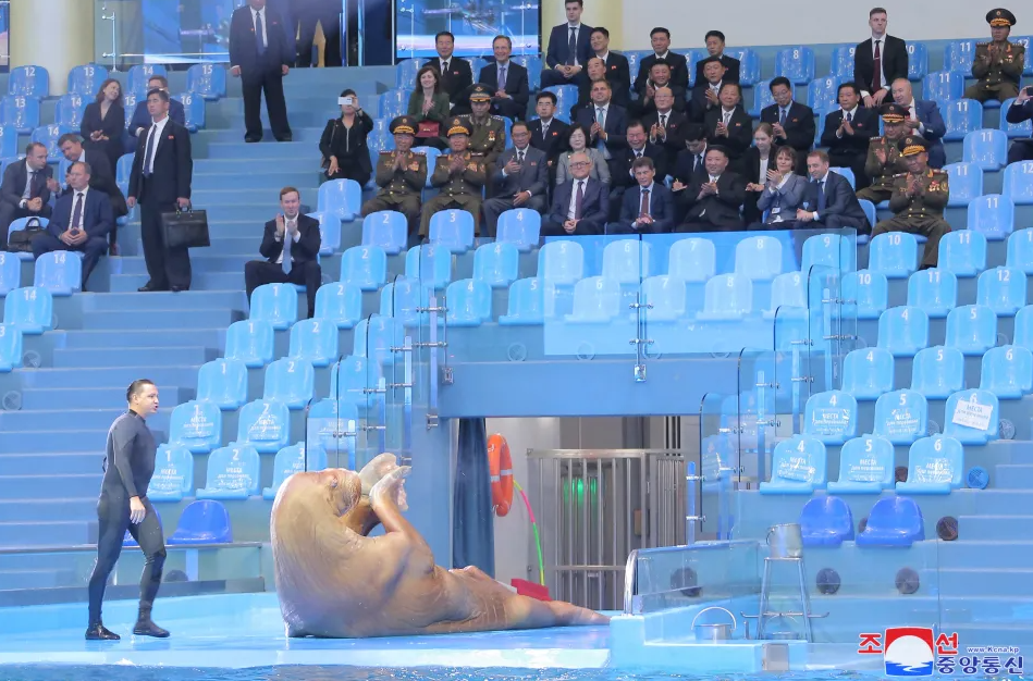 金正恩「大頭」引俄國關心，帶他看海象表演好開心！滿滿大禮包帶回家。（翻自《太陽報》）