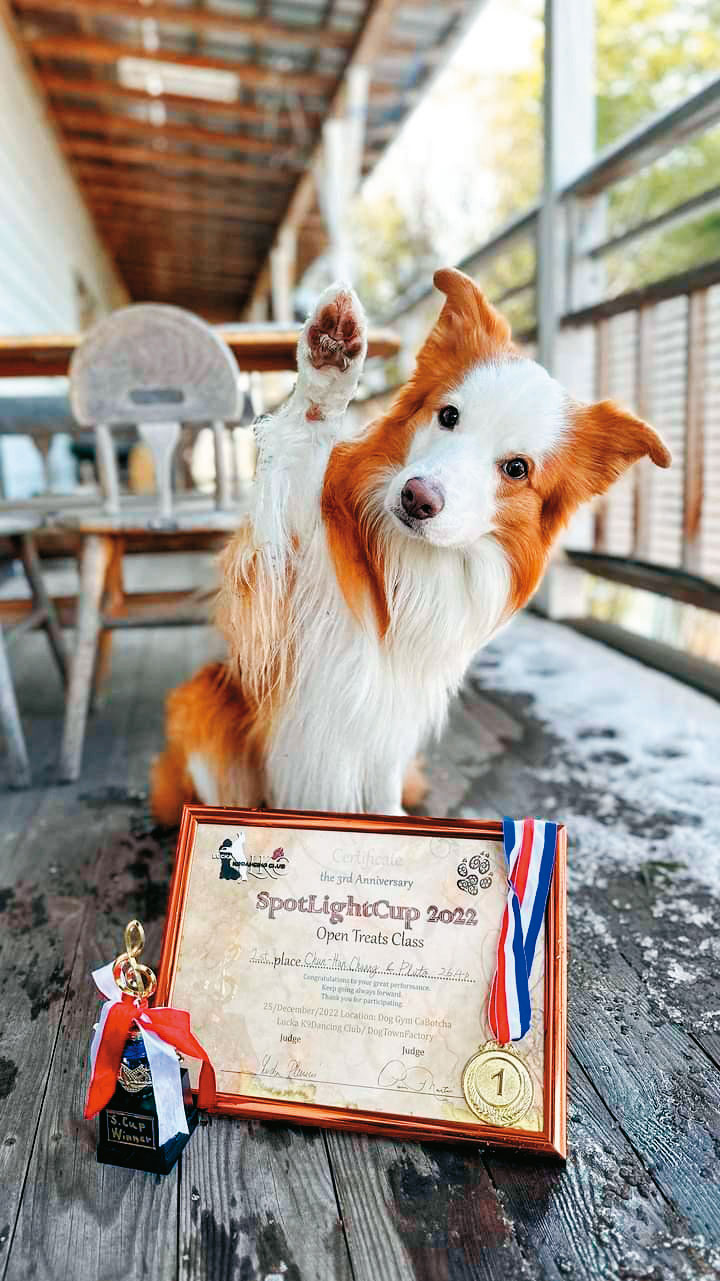 莊珺涵的邊境牧羊犬布布拿下2022年日本SpotLightCup比賽冠軍，被封為「狗界舞王」。（莊珺涵提供）
