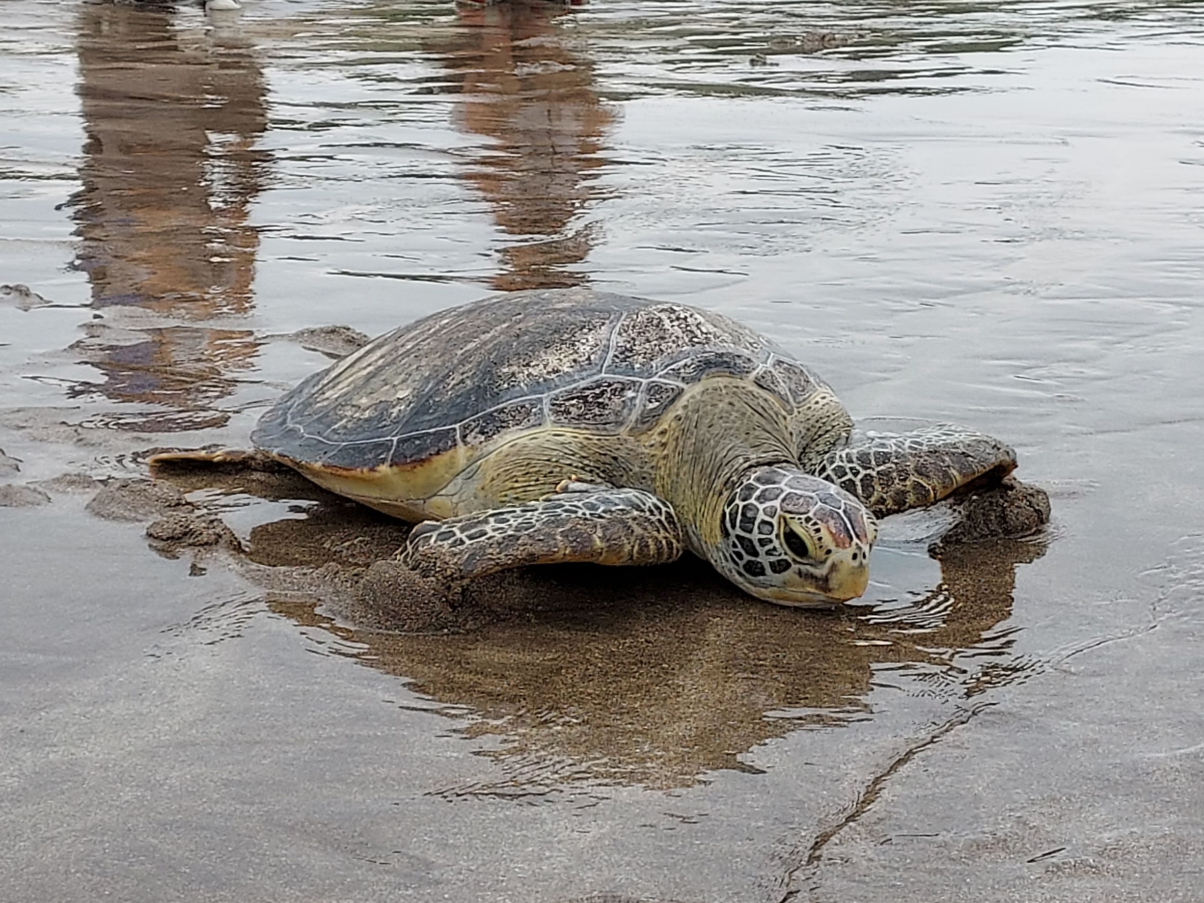 受傷綠蠵龜重回大海懷抱。（新北動保處提供）