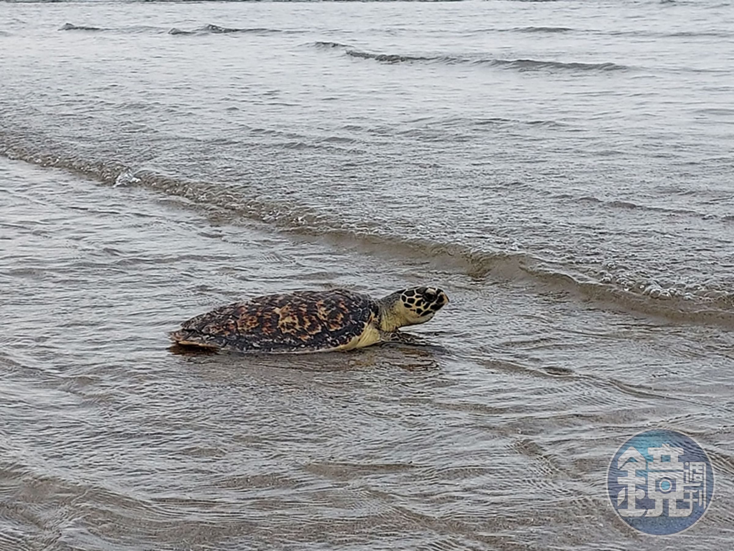 眾人皆祝福海龜回到大海，不要再迷航（圖為玳瑁）。（新北動保處提供）