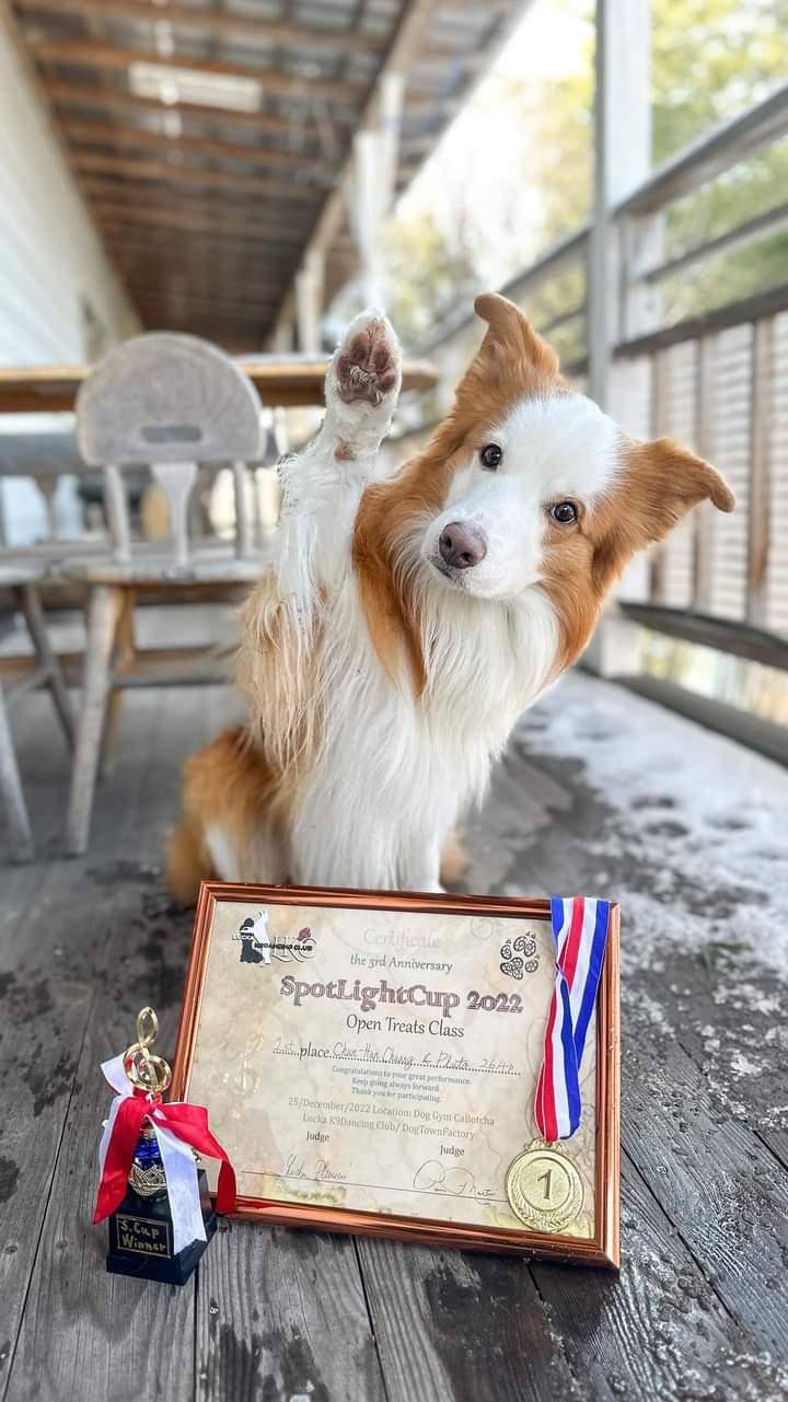 莊珺涵的邊境牧羊犬布布拿下2022年日本SpotLightCup比賽冠軍，被封為「狗界舞王」。（莊珺涵提供）