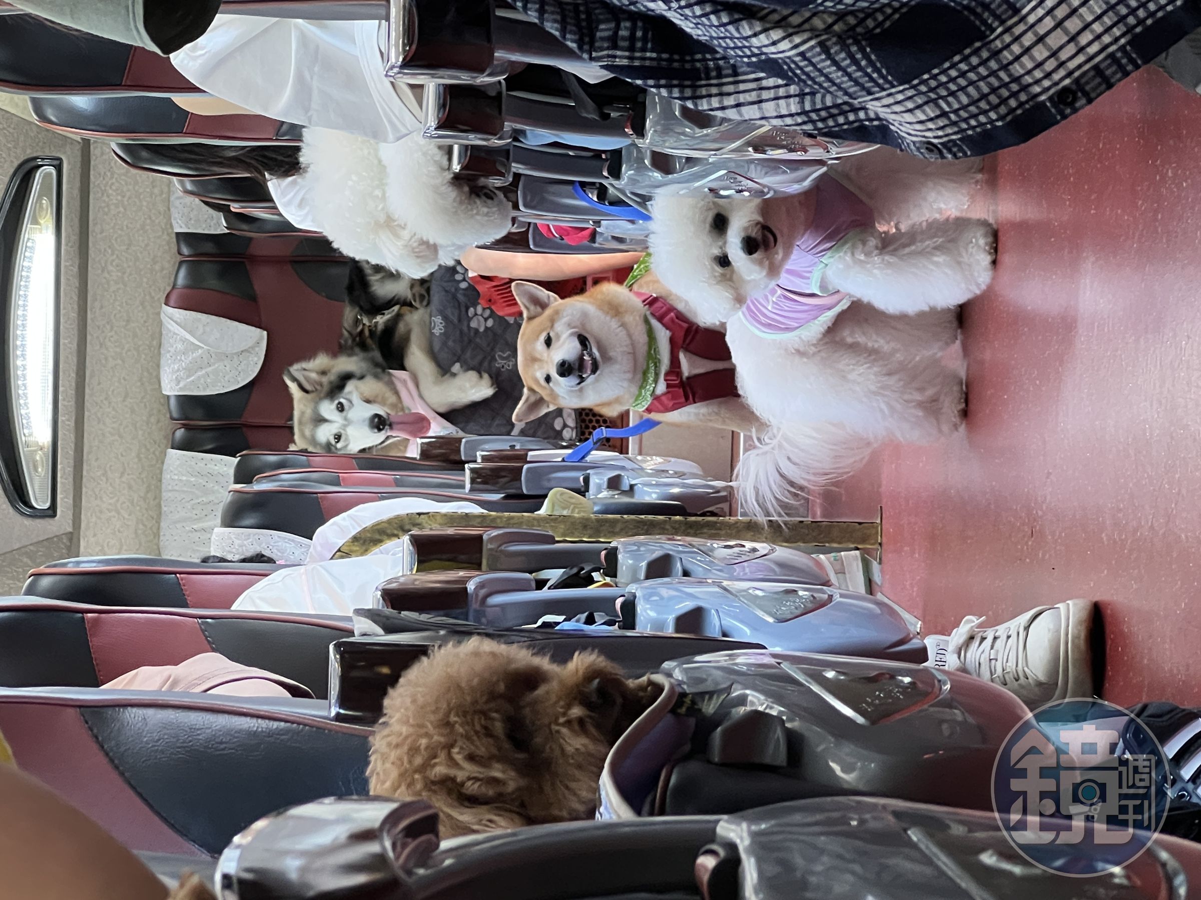 「毛寶貝旅遊」出團時的車上視角，42人座大巴有一半的位置留給毛孩。（陳依凌提供）