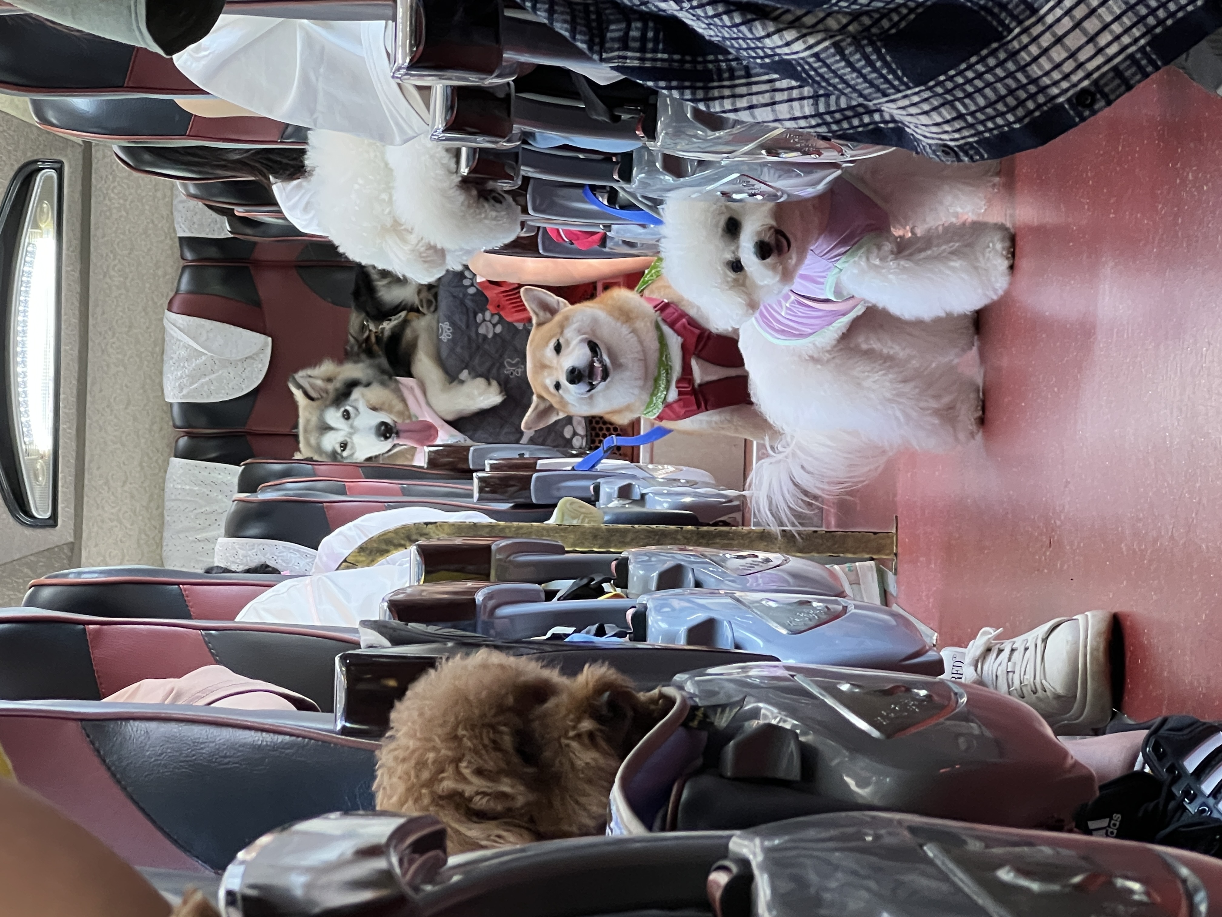 「毛寶貝旅遊」出團時的車上視角，42人座大巴有一半的位置留給毛孩。（陳依凌提供）