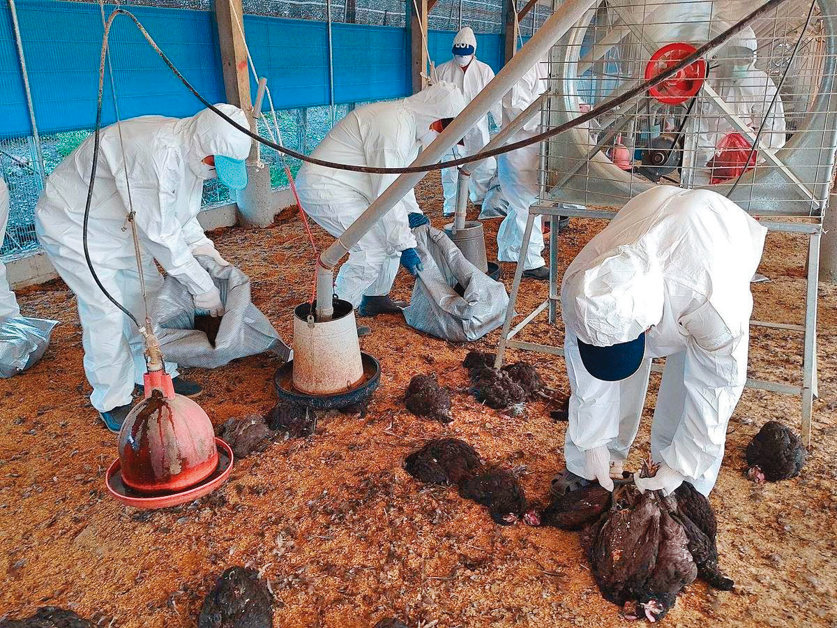 今年7月屏東縣發現家禽確診H5N1亞型高病原性禽流感，政府派員撲殺1.9萬隻土種雞。（屏東縣政府提供）