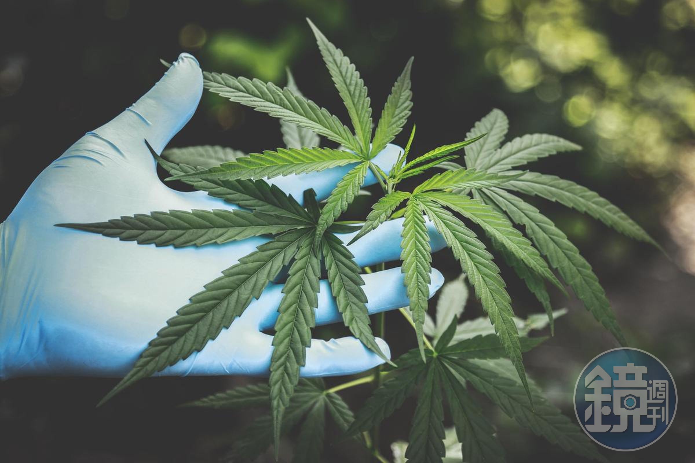 泰國總理賽塔指出,政府當局準備在6個月內結束「娛樂用大麻」使用。(示意圖,pexels)