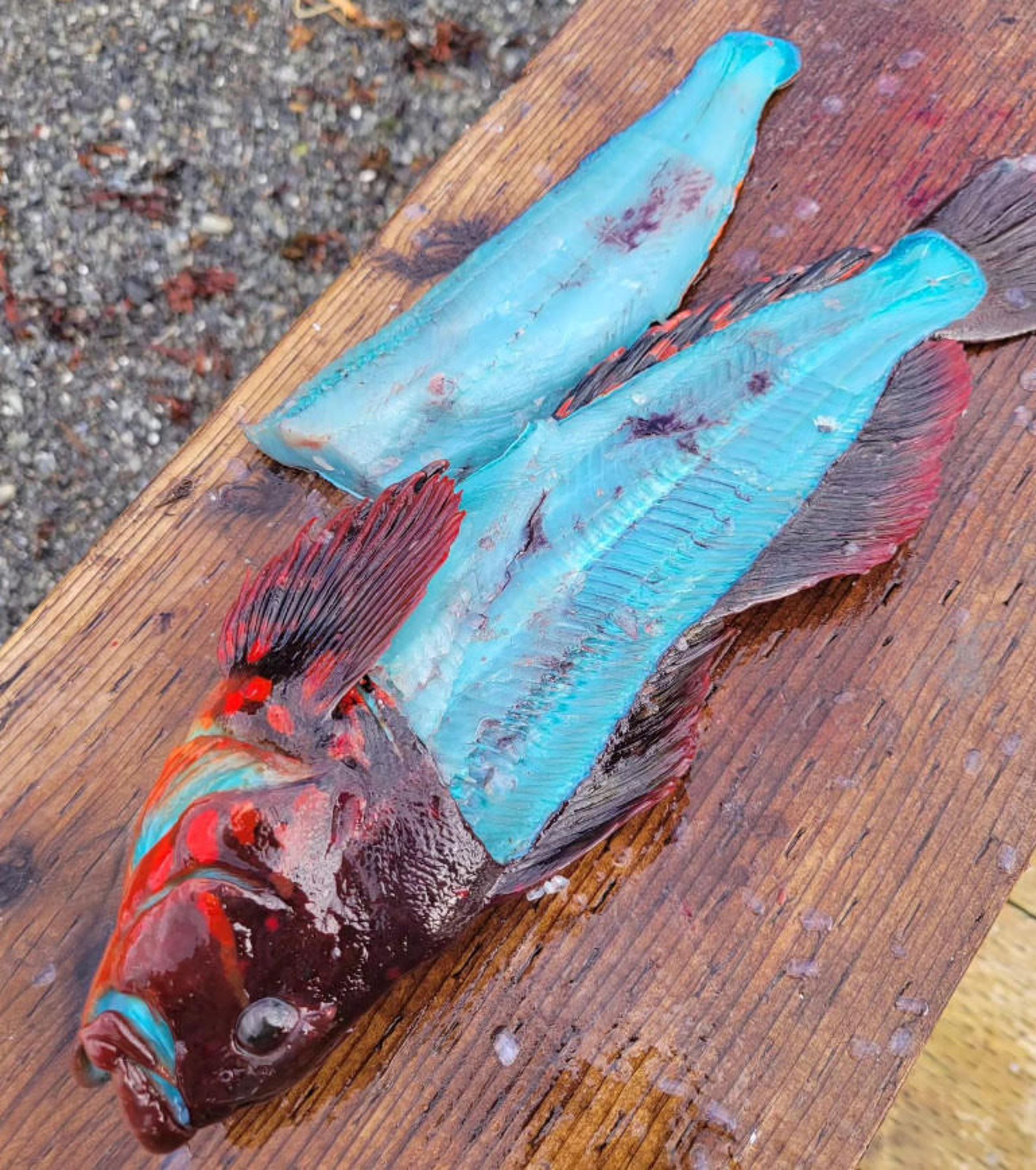 長線六線魚魚肉呈現亮眼的藍色。（翻攝臉書粉專The Lodge at Otter Cove）