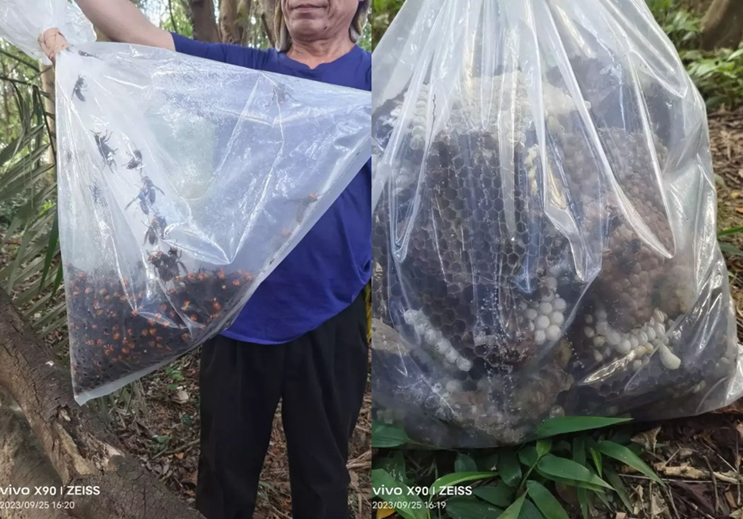 新北市瑞芳及基隆交界山區發生虎頭蜂攻擊登山客的事件,肇禍的蜂窩已遭摘除。(翻攝照片)