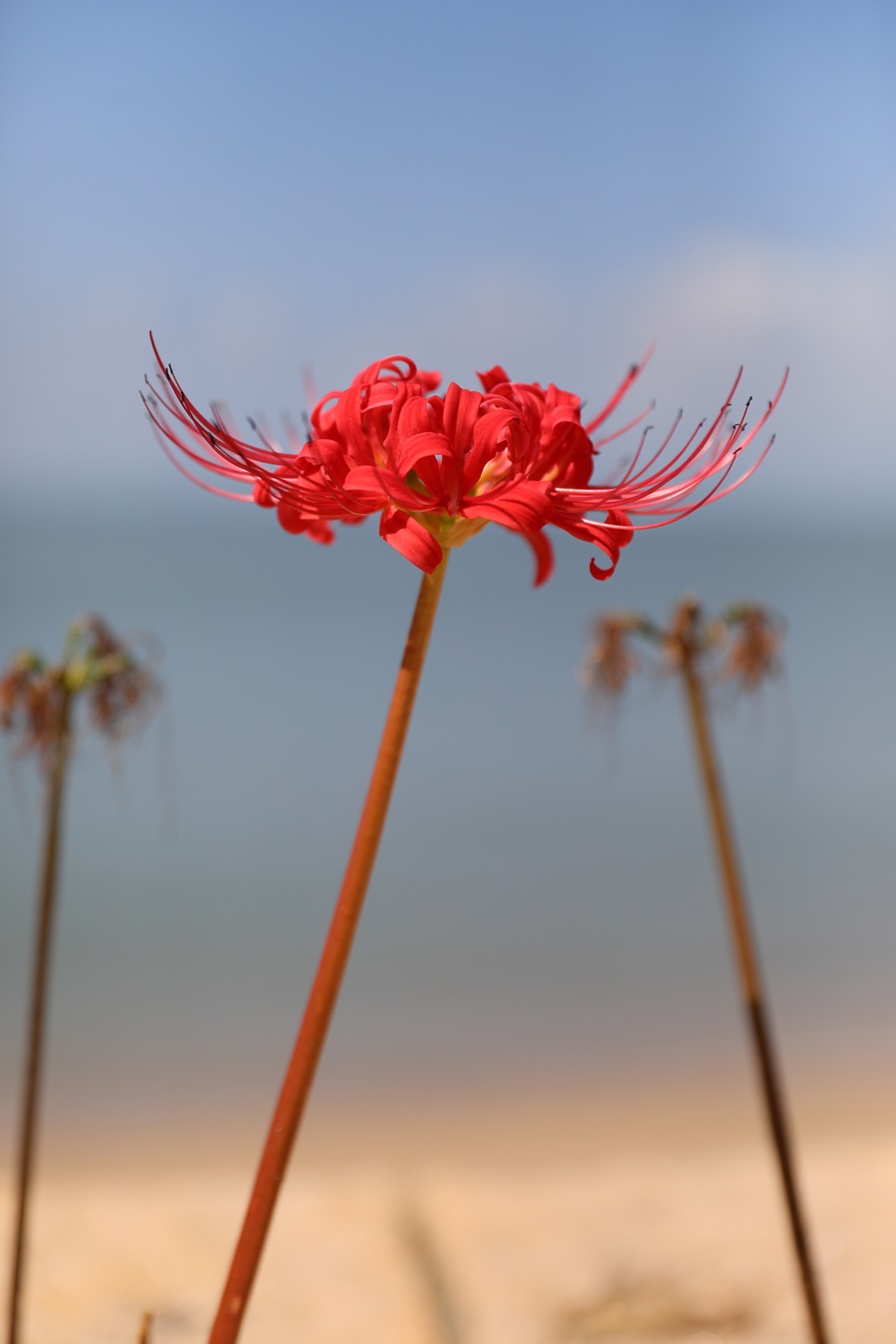 馬祖的縣花「紅花石蒜」又被日本人稱作「彼岸花」，每年秋季在四鄉五島盛開。