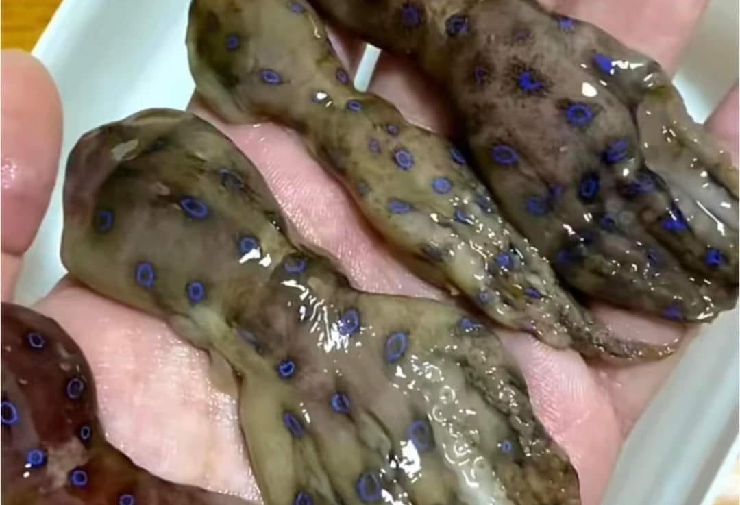 有位網友在臉書社團曬出4隻章魚照片，許多人一看發現是比眼鏡蛇還毒的藍環章魚。（翻攝自爆廢公社）