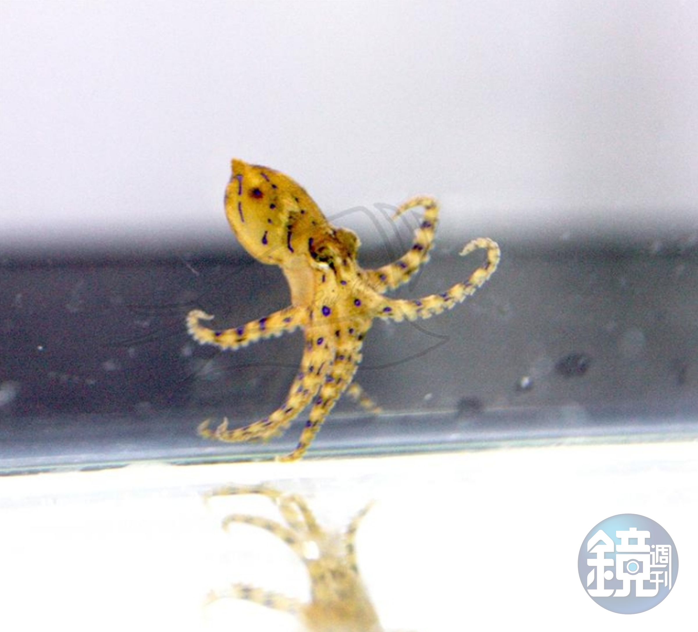 藍環章魚會從唾液腺釋出毒液,成分主要為河魨毒。(翻攝自農業部網站)