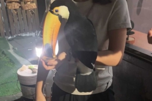 台北市一間寵物餐廳利用大嘴鳥來非法獲利。（動保處提供）