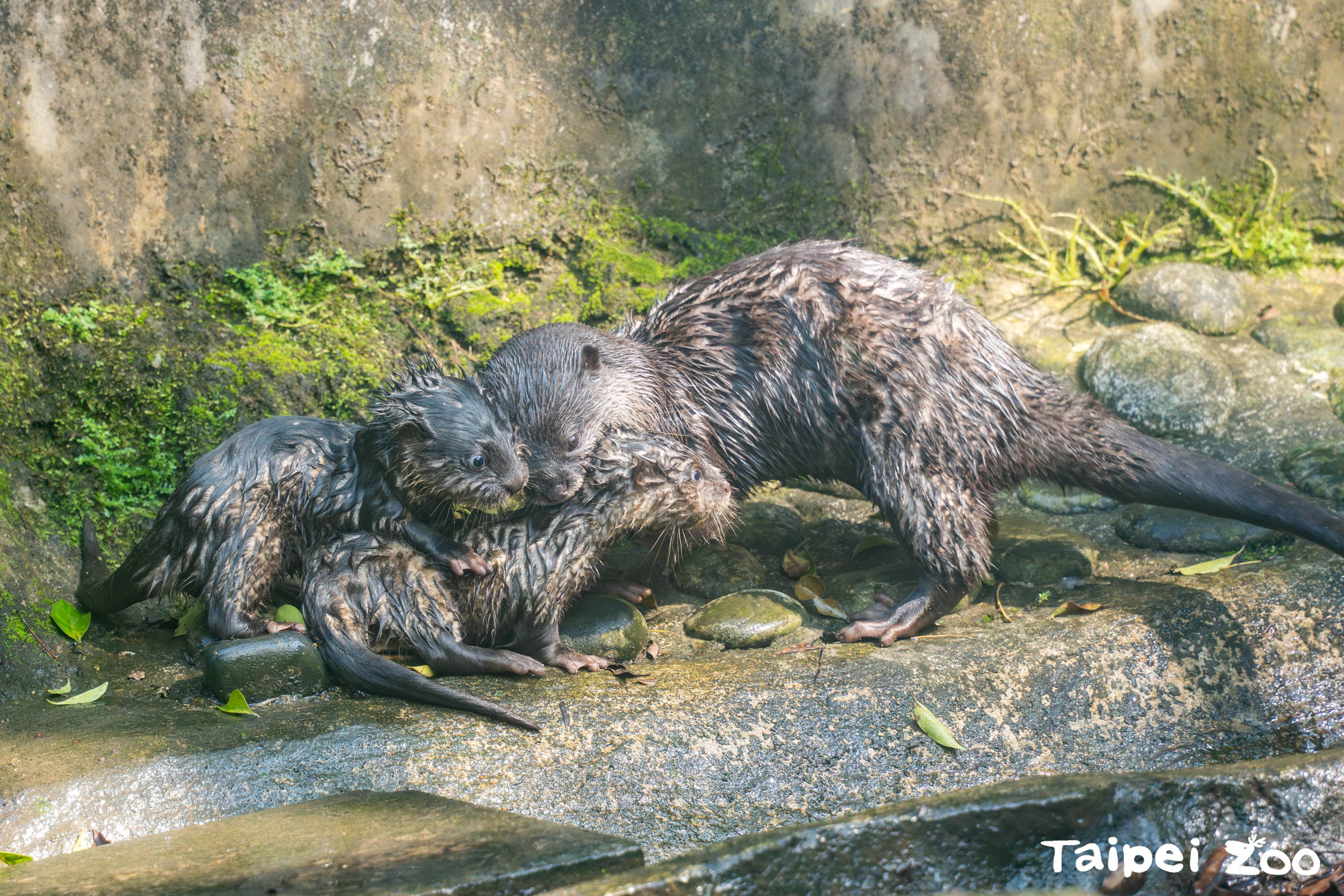 「蜜香」媽媽忙著把兩仔叼進叼出。(台北市立動物園提供)
