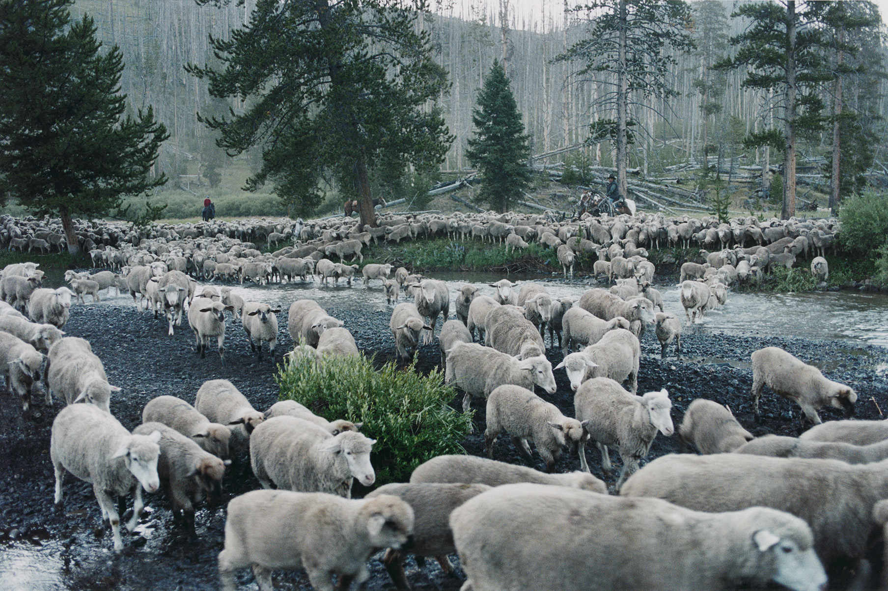 《碧草如茵》以肩背式攝影機與同步收音融入蒙大拿州最後一代牧羊遷徙隊。（台灣國際紀錄片影展提供）

